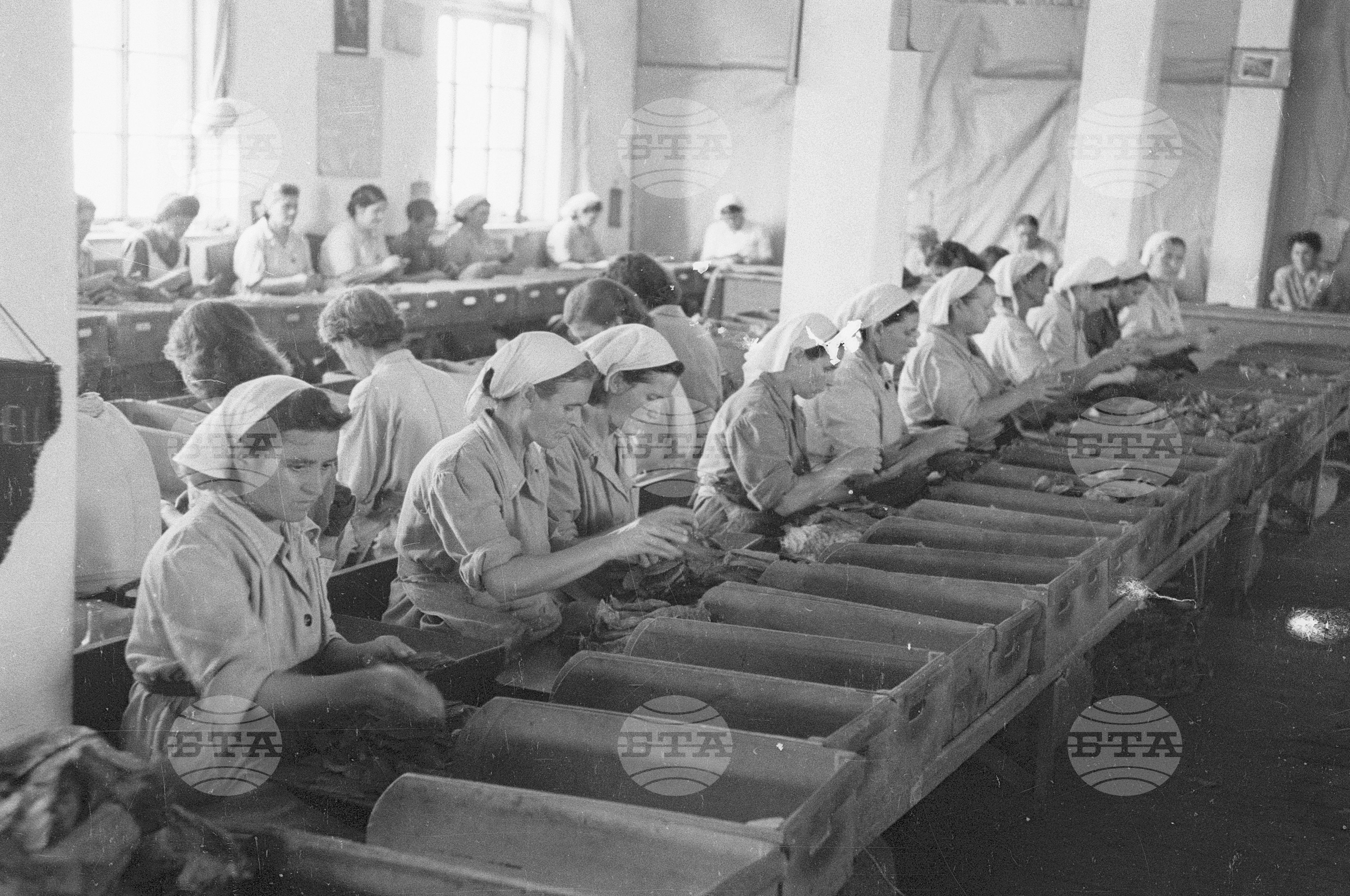 Тютюнопроизводство в България, 1951