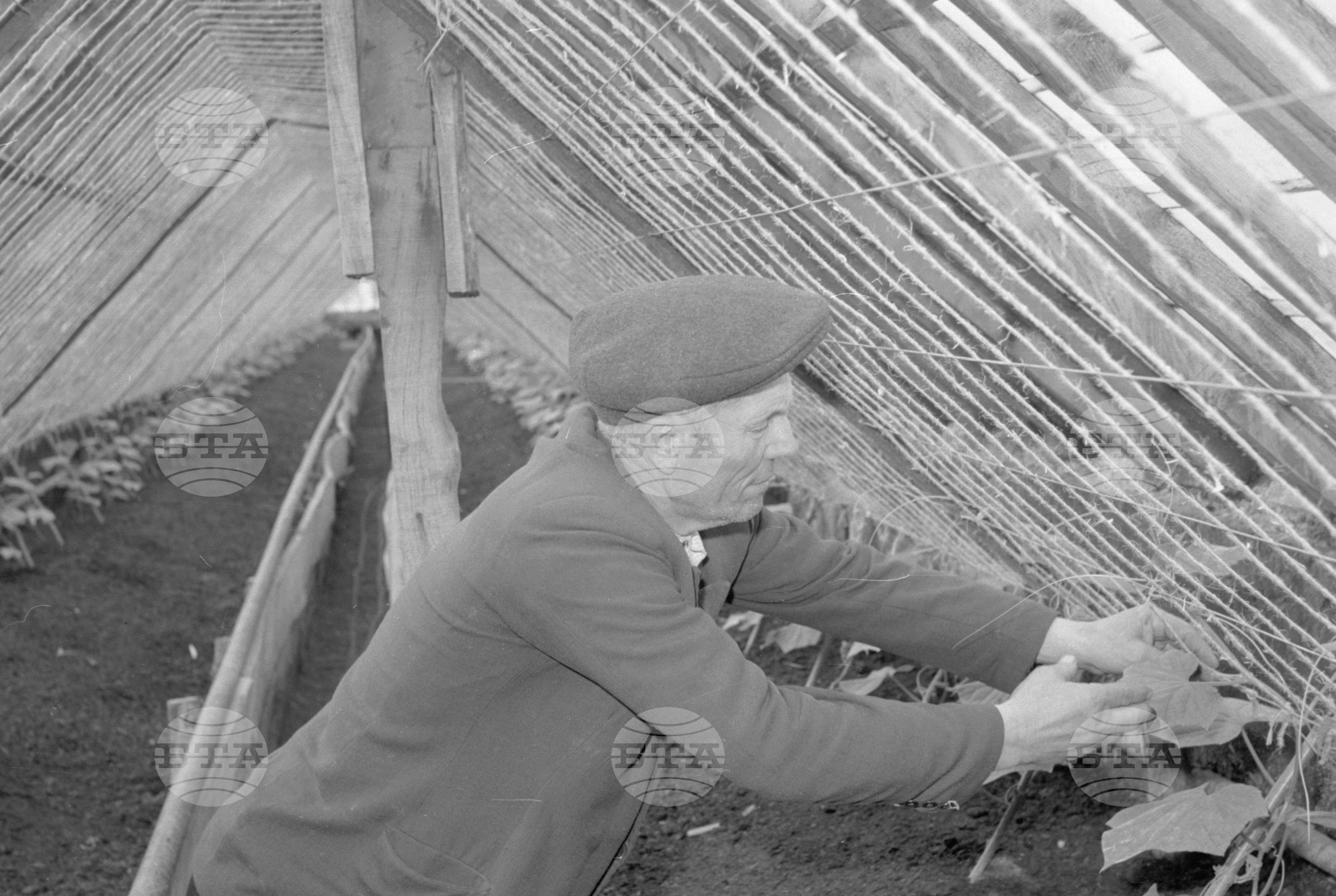В Трудовото кооперативно земеделско стопанство (ТКЗС) "Георги Димитров" село Пелово, Плевенски окръг