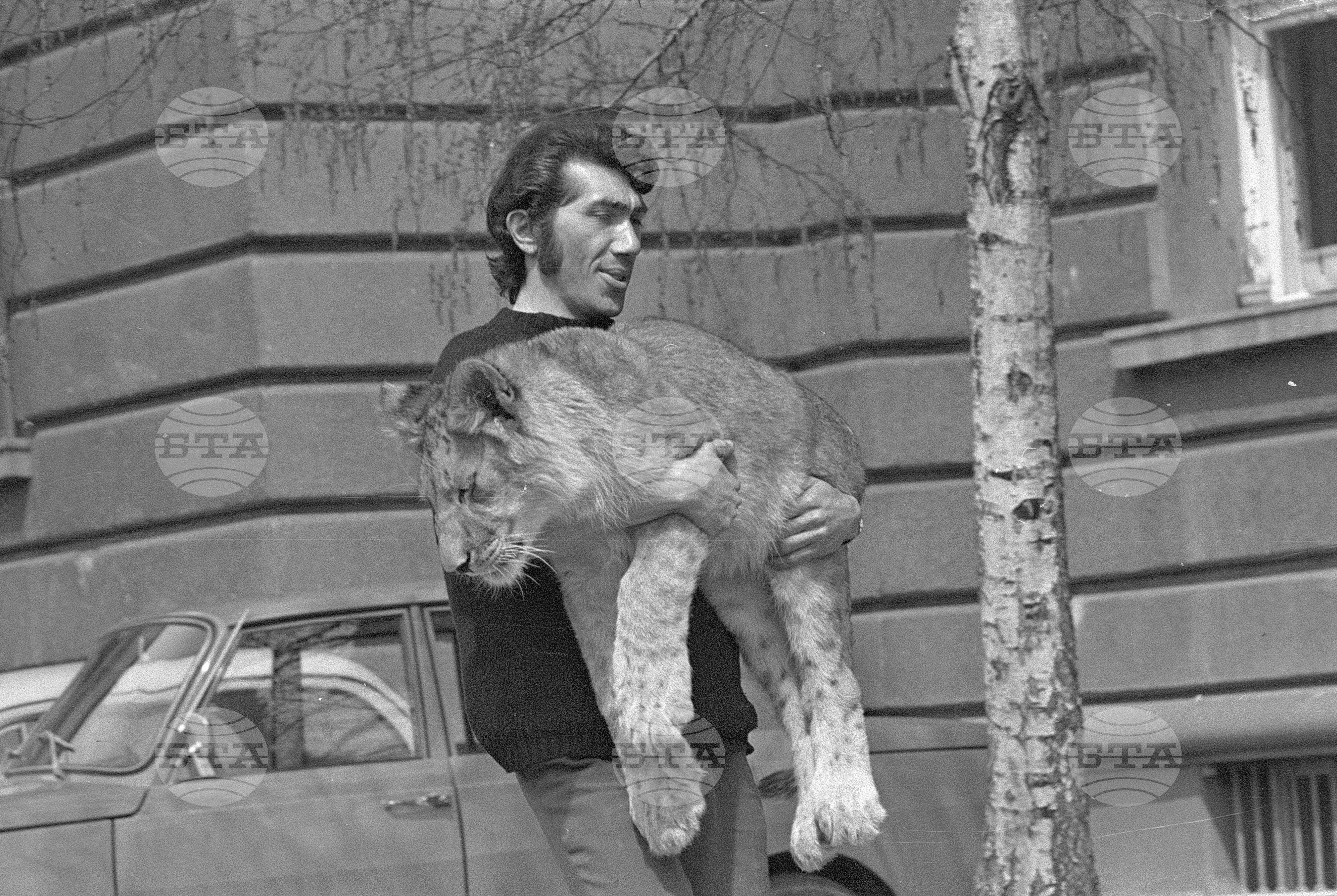 Лъвчето Бобо на разходка