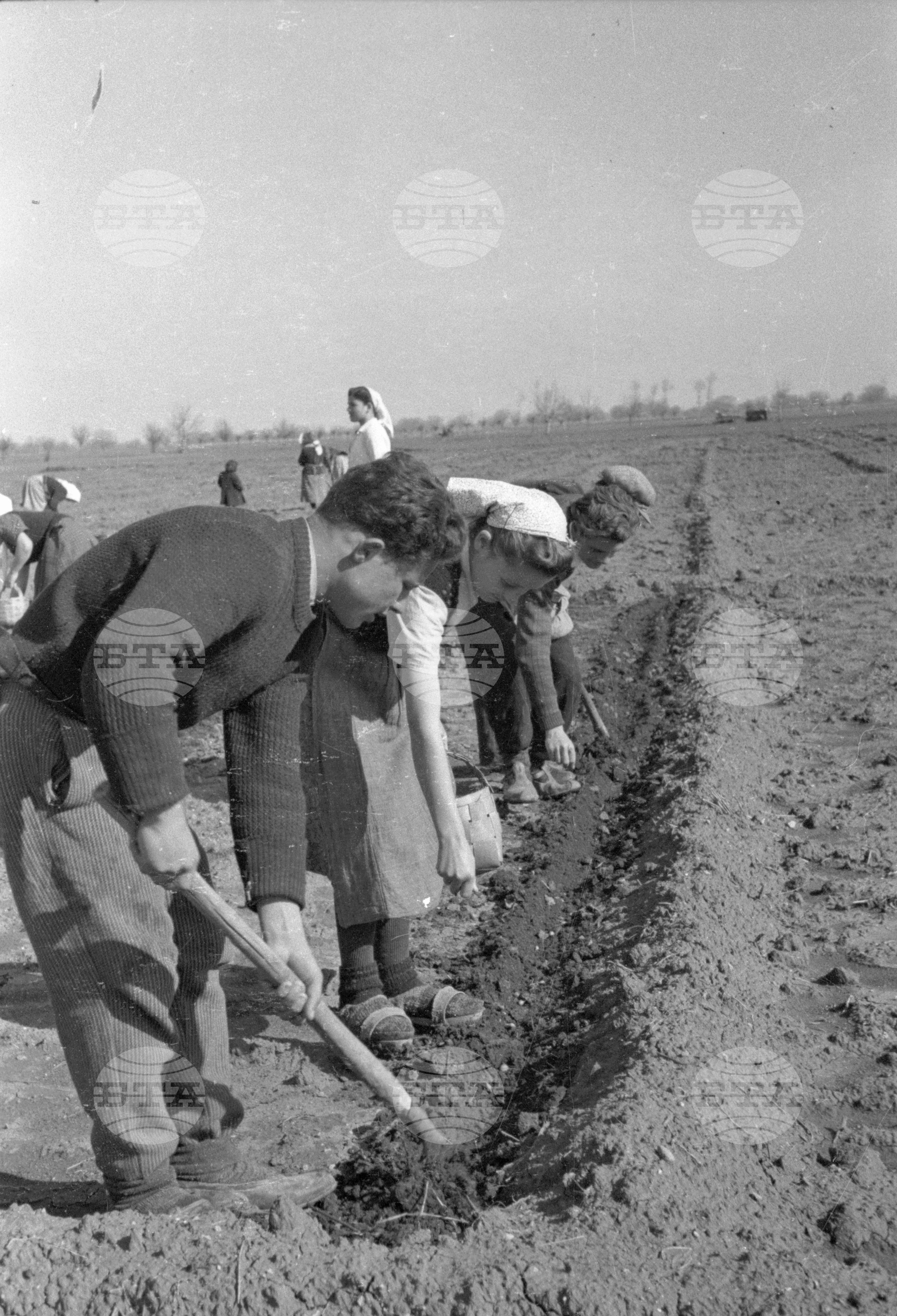 Трудово кооперативното земеделско стопанство (ТКЗС) Караджово, 1951