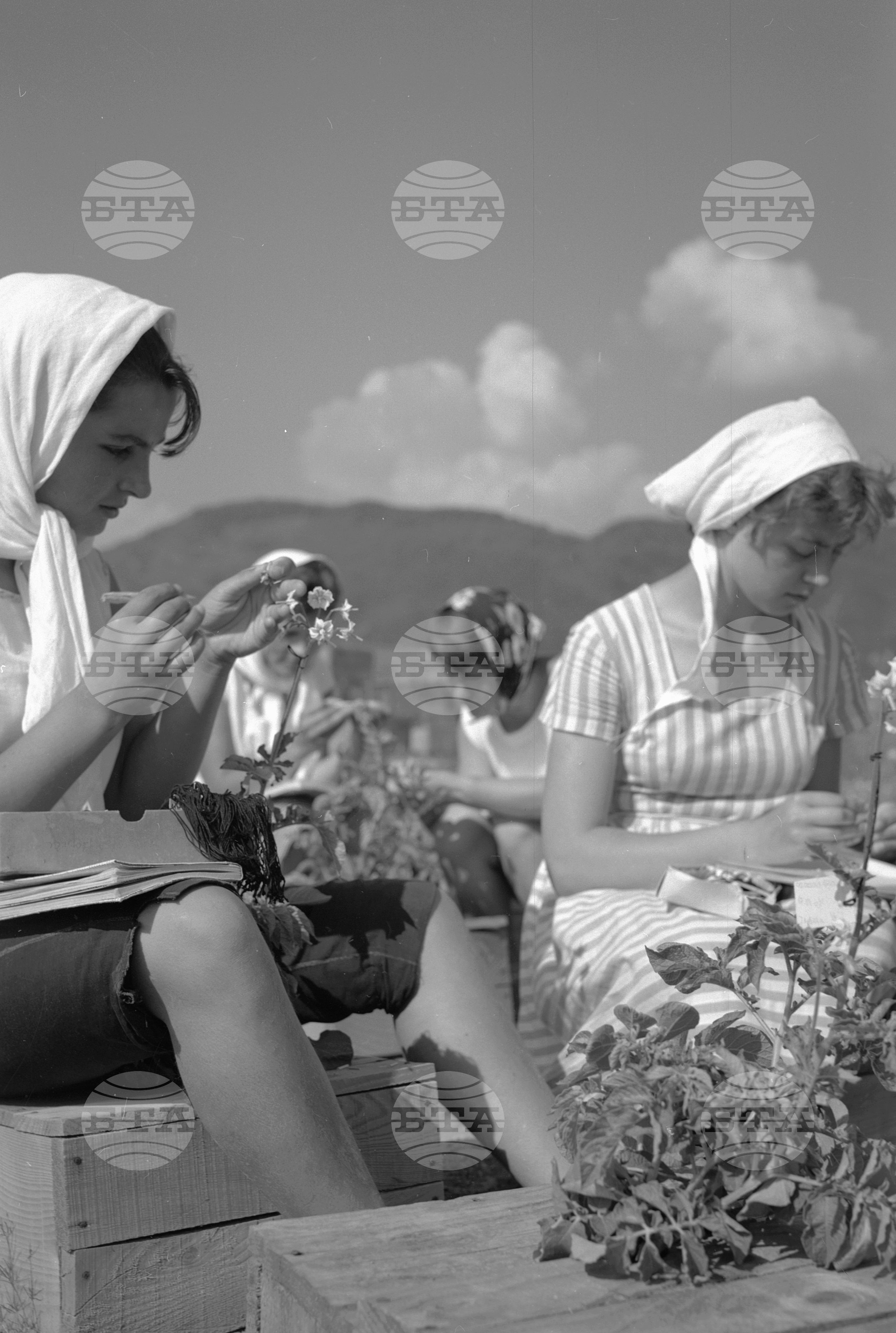 В опитната станция по картофите, хмела и влакнодейния лен в Самоков