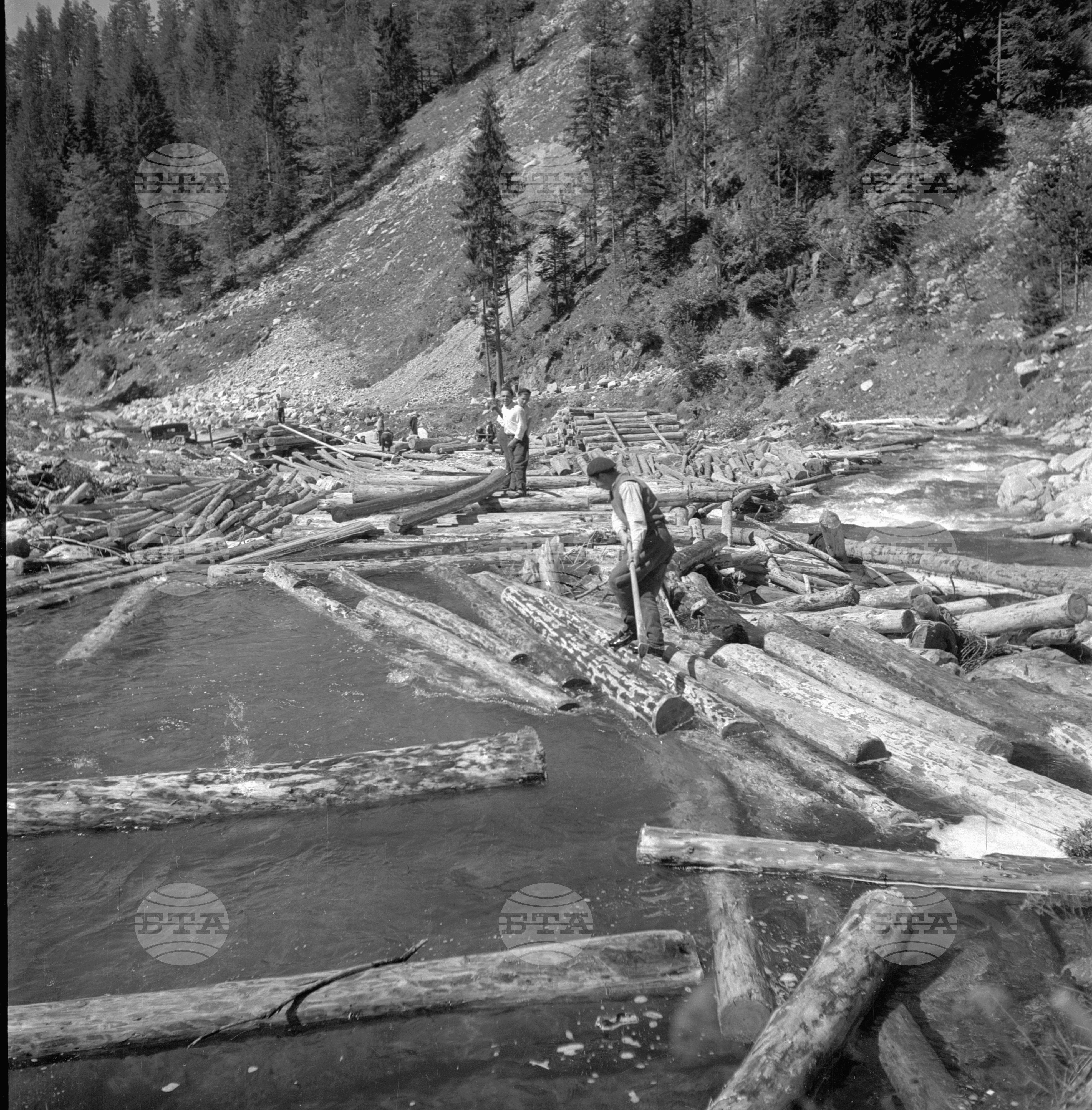 Дърводобив в държавни горски стопанства, 1951 - част 1