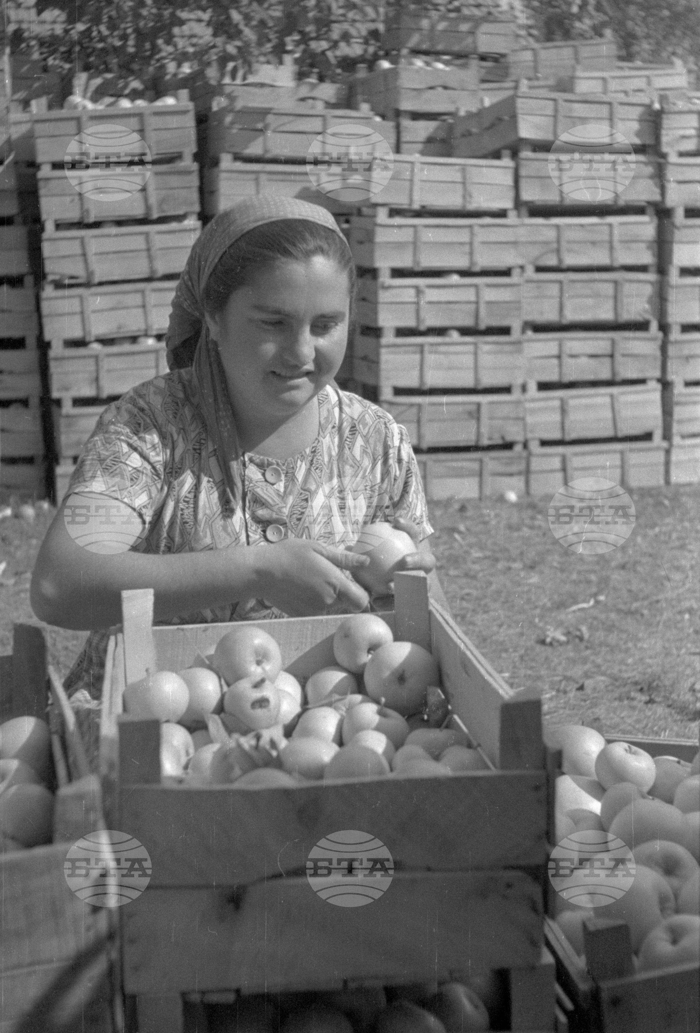 Из Кюстендилски окръг - септември 1962 година