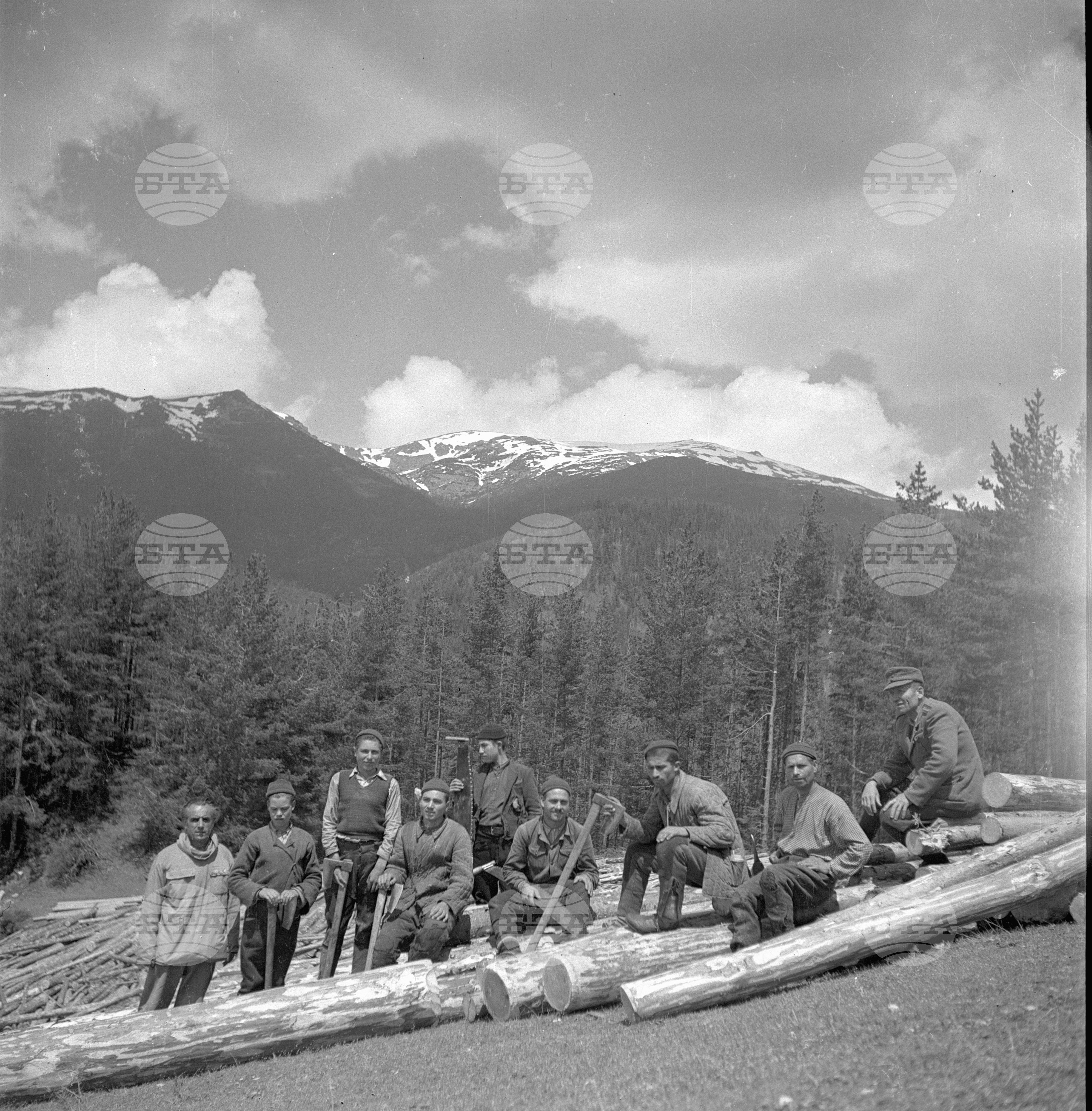 Дърводобив в държавни горски стопанства, 1951 - част 3