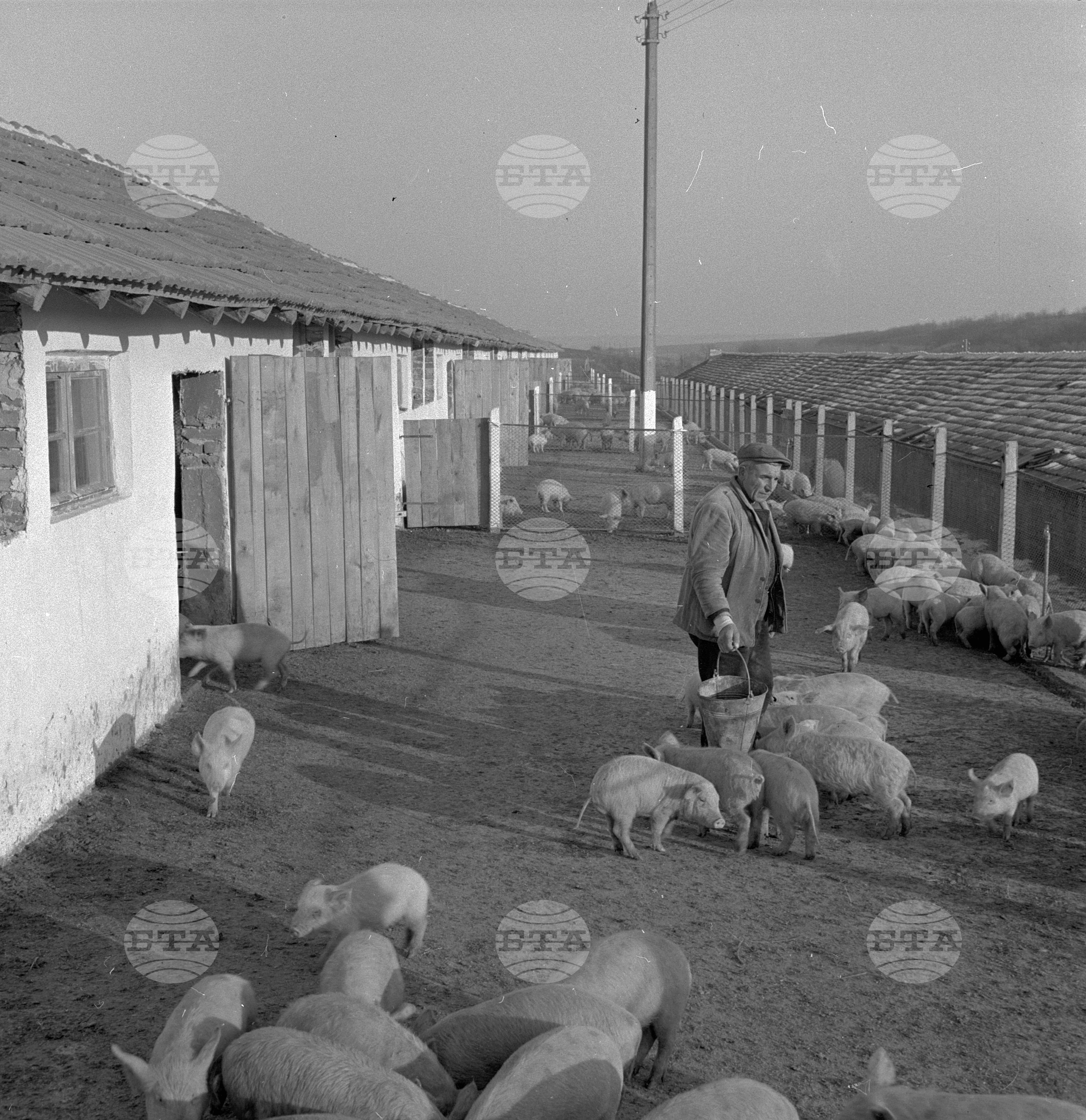 В новия модерен свинарник на ТКЗС в село Ковачица, Михайловградски окръг (днес област Монтана)