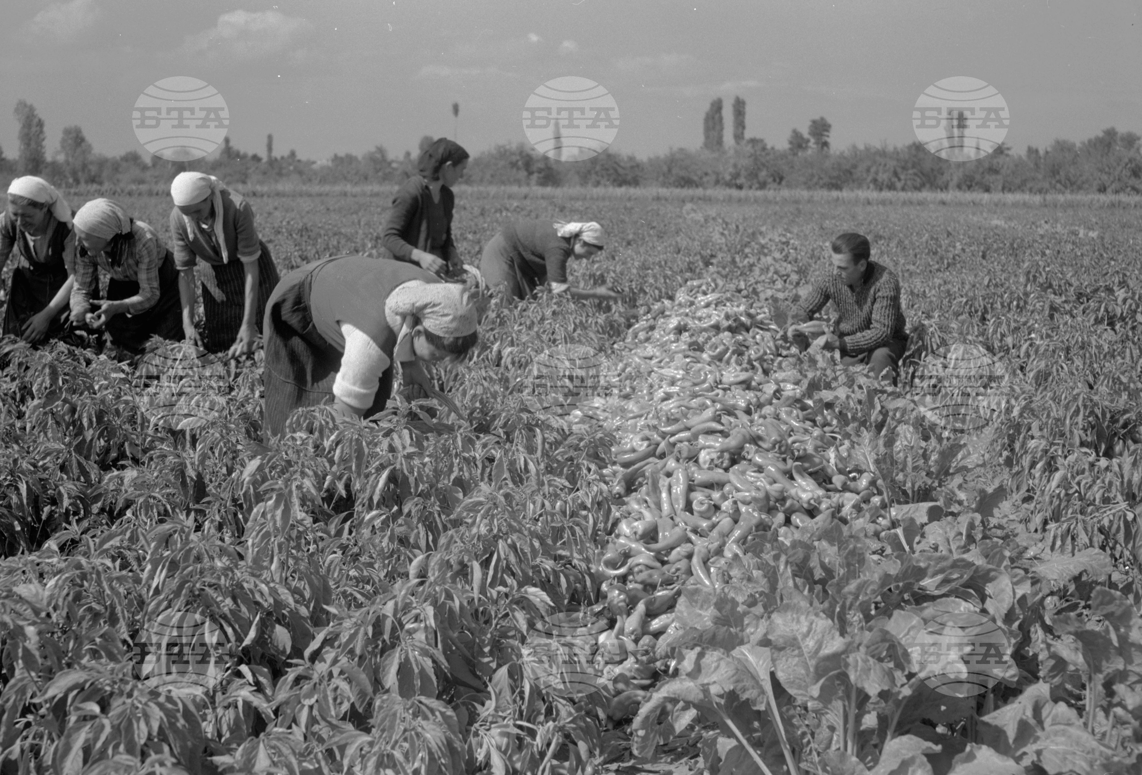 Из Кюстендилски окръг - септември 1962 година