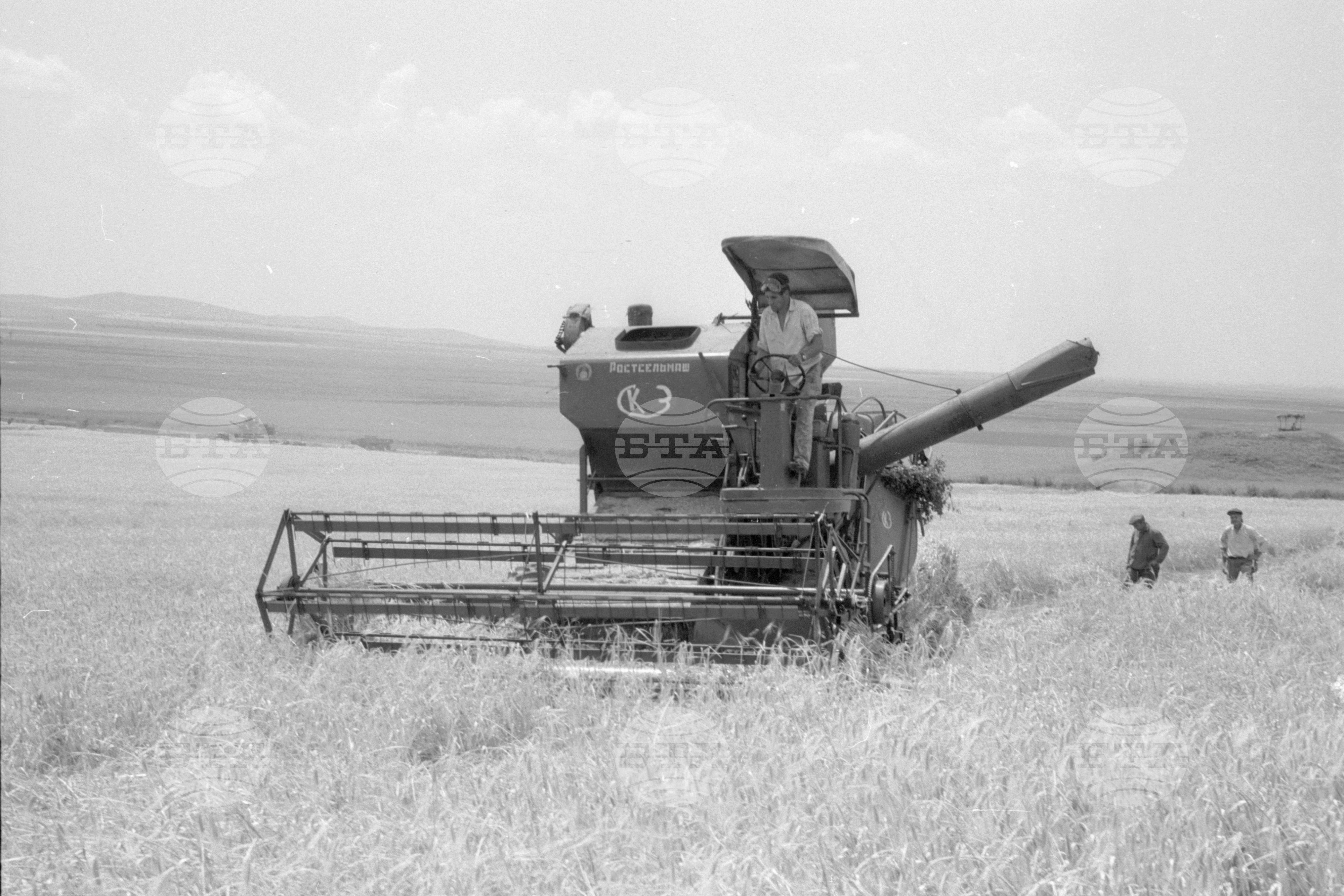 Жътва 1963 година