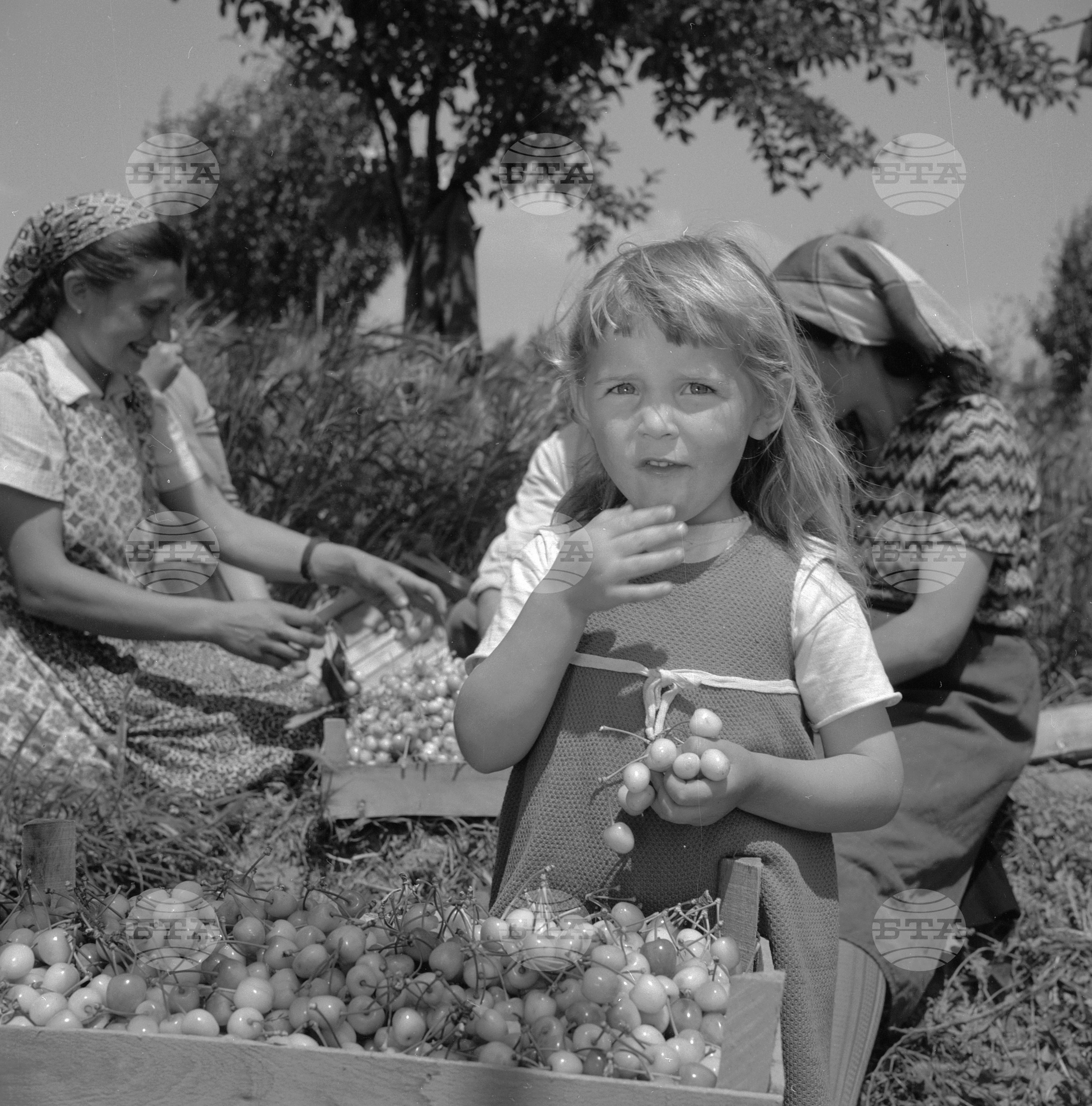 Из Пазарджишки окръг - 1963