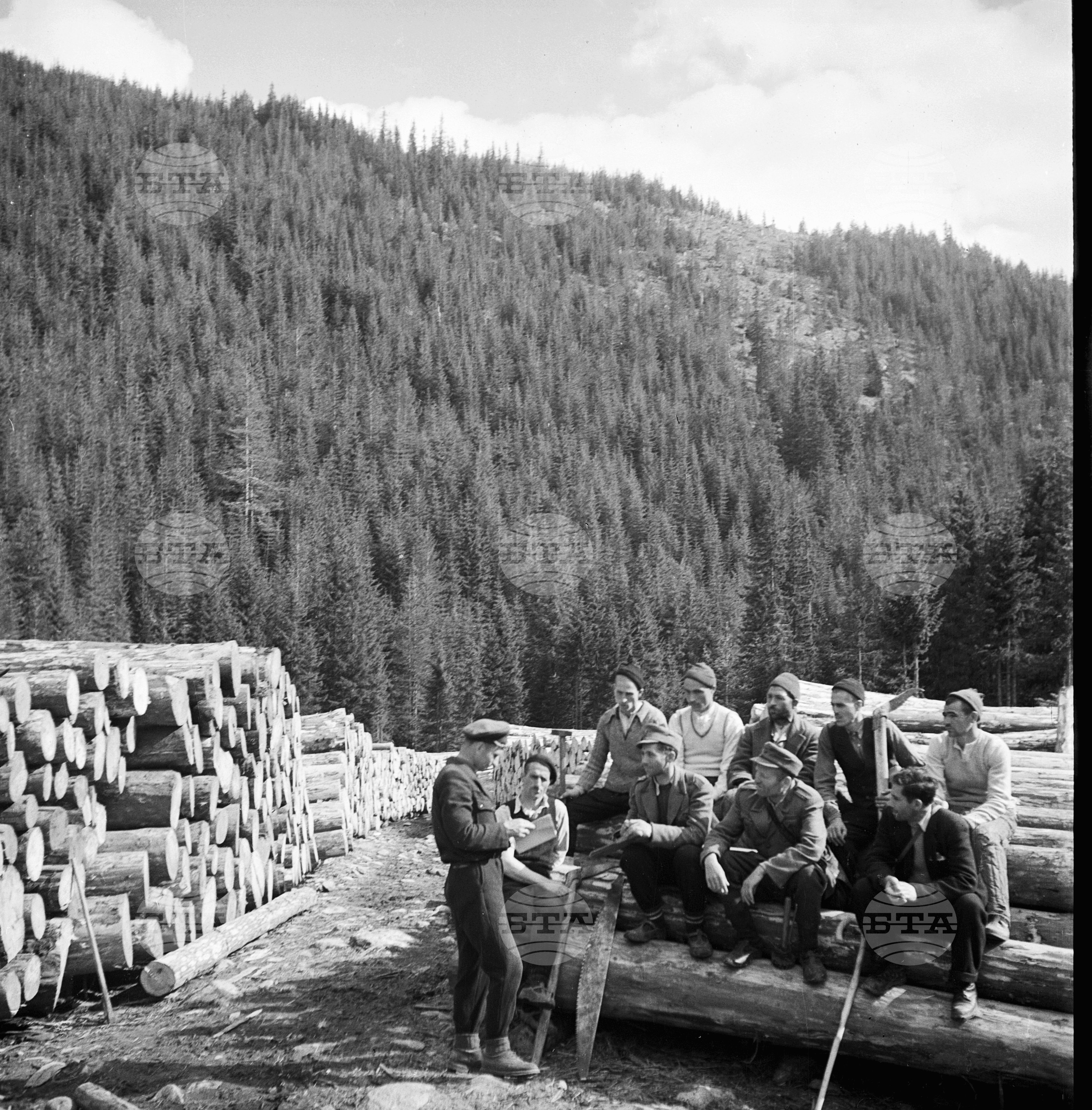 Дърводобив в държавни горски стопанства, 1951 - част 3