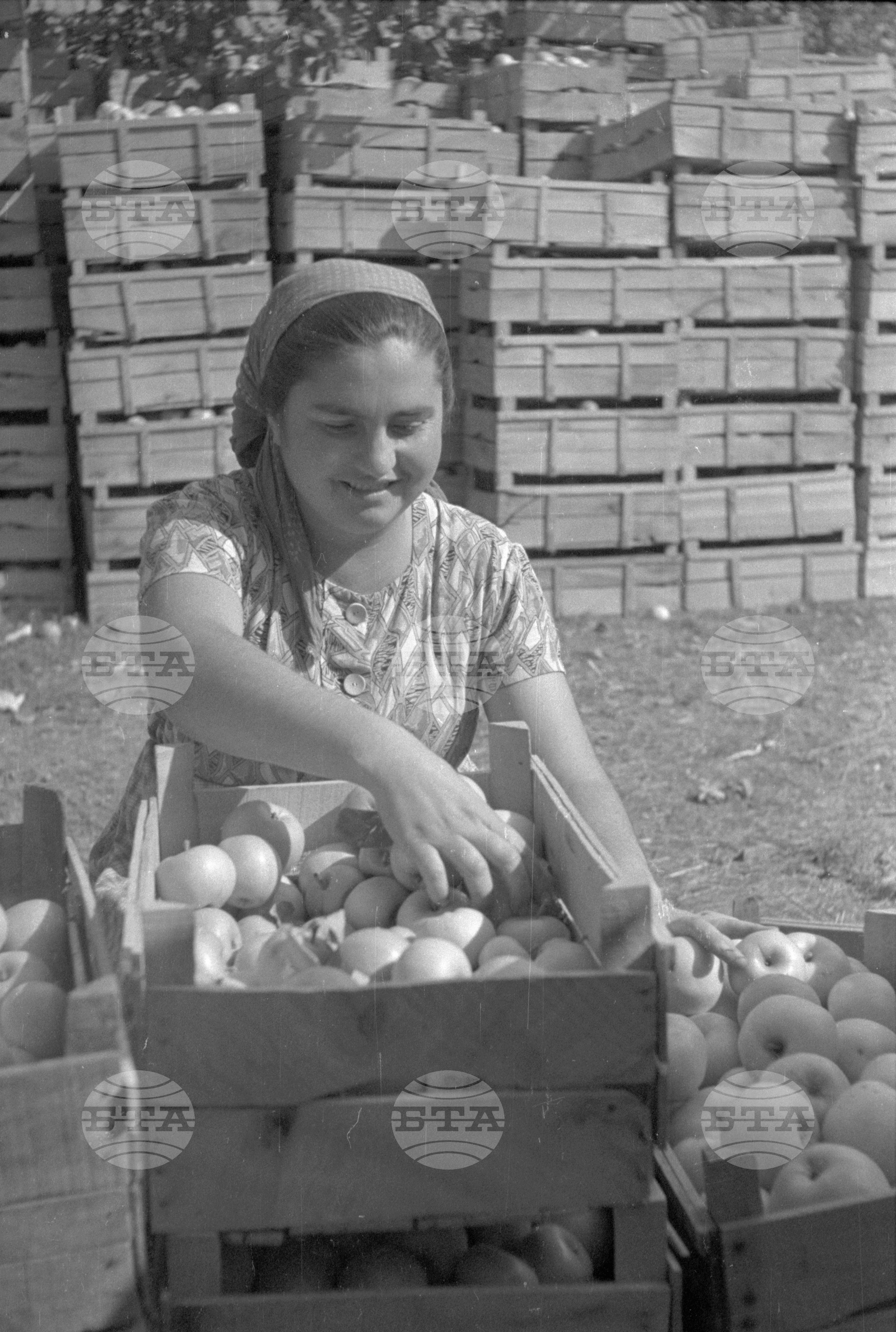 Из Кюстендилски окръг - септември 1962 година