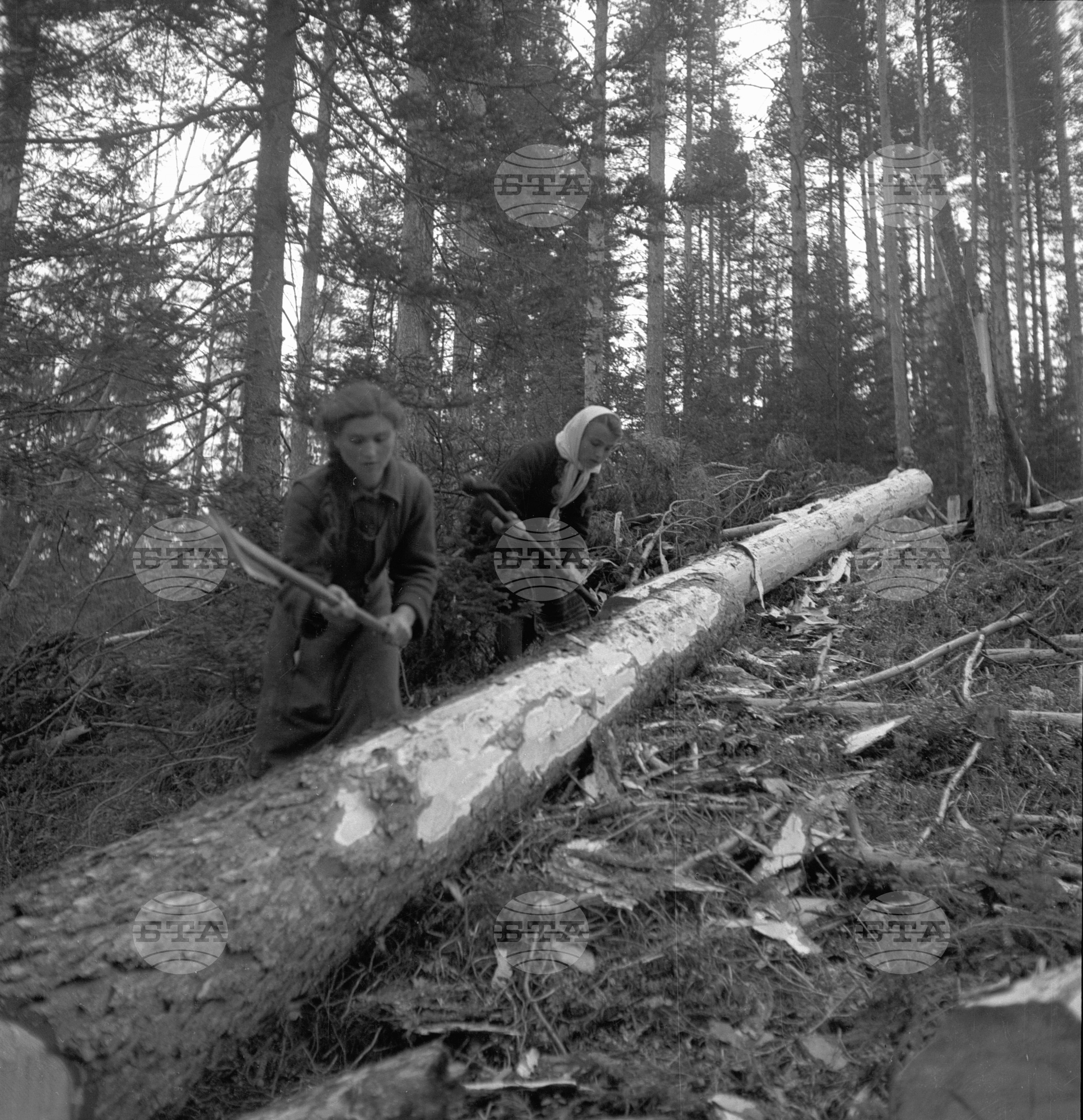 Дърводобив в държавни горски стопанства, 1951 - част 4