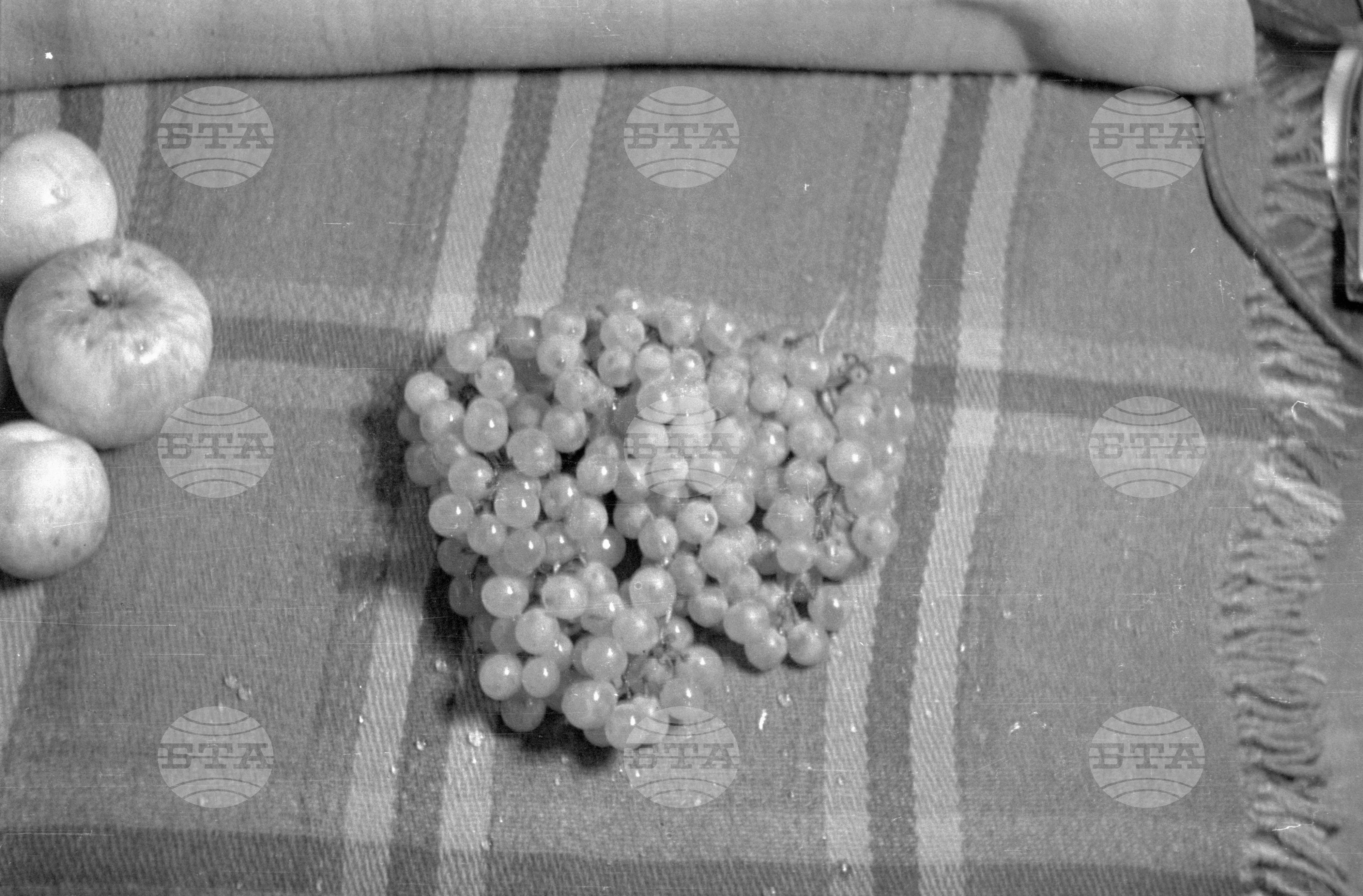 Из Кюстендилски окръг - септември 1962 година
