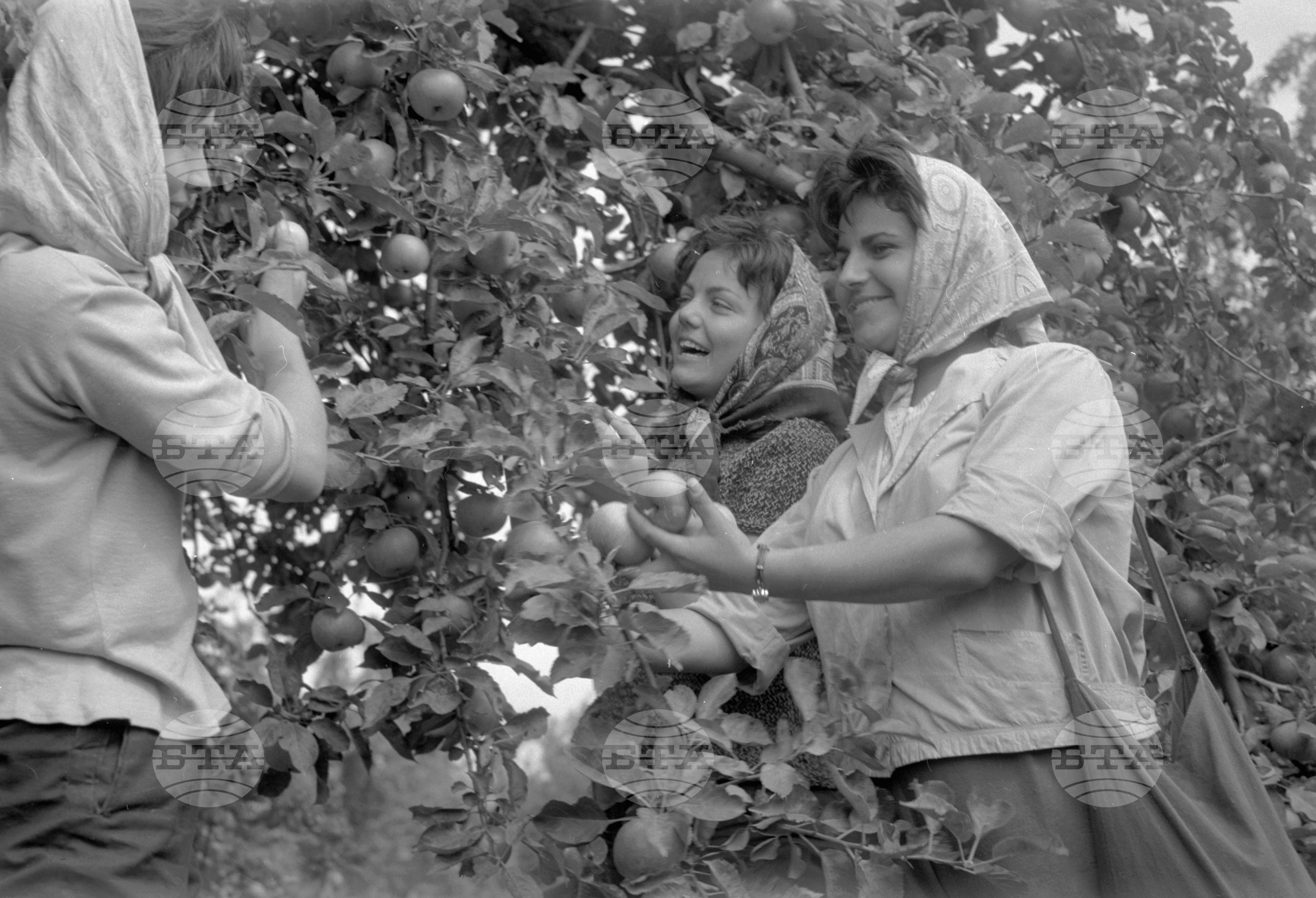 Из Кюстендилски окръг - септември 1962 година
