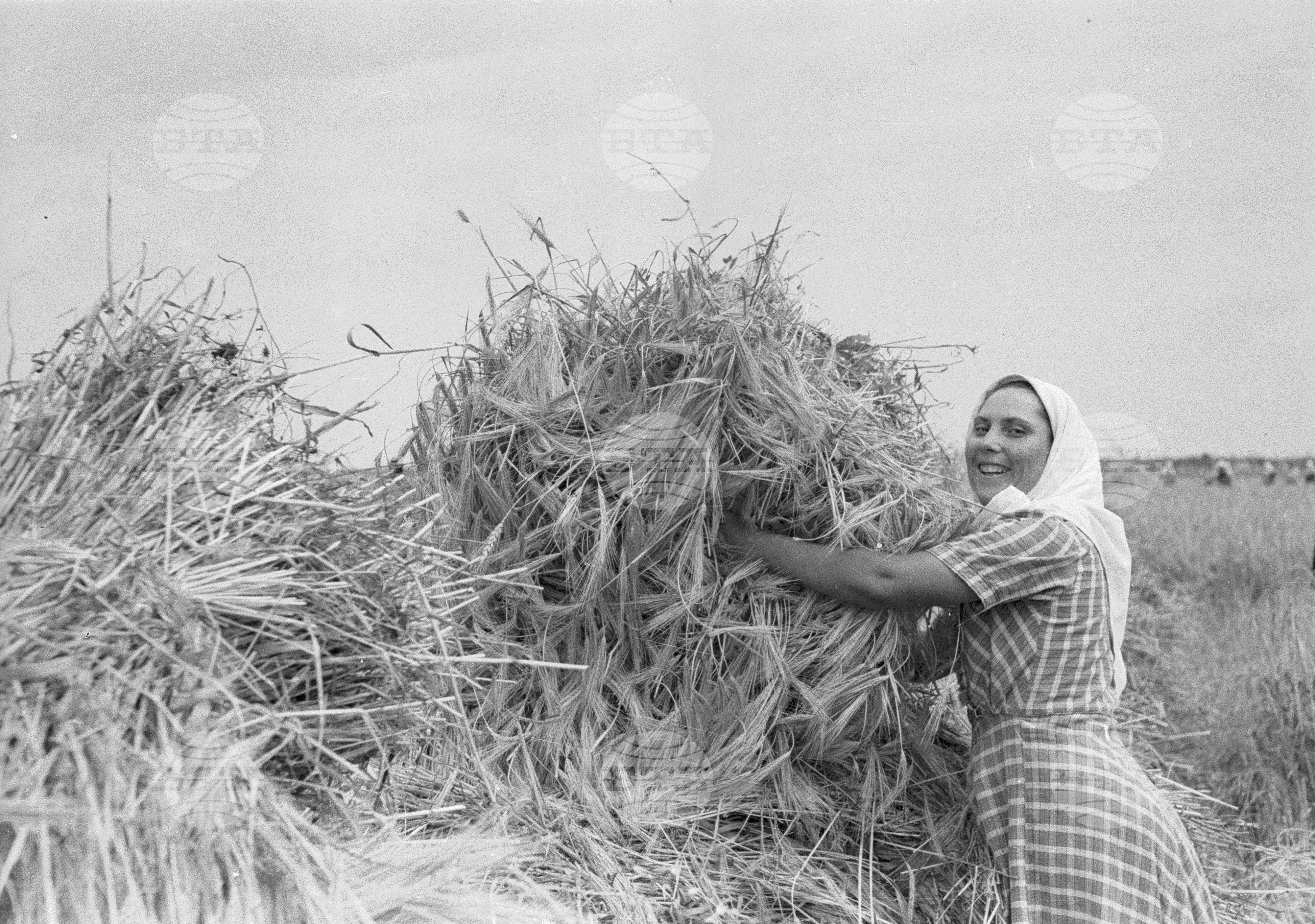 Жътва в Голямо Конаре (дн. гр. Съединение), 1951
