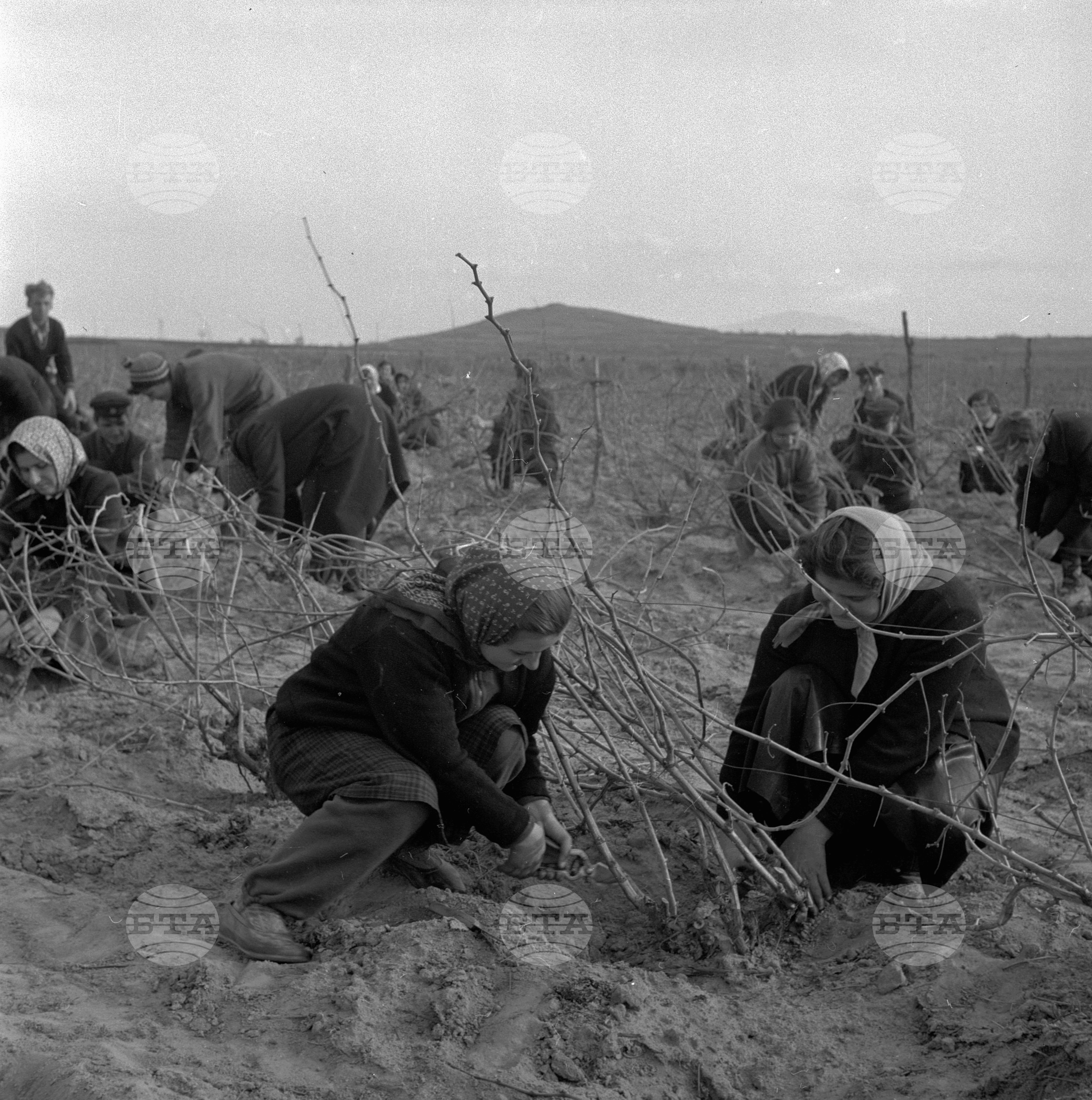 В село Виноградец, Пазарджишки окръг - част 2