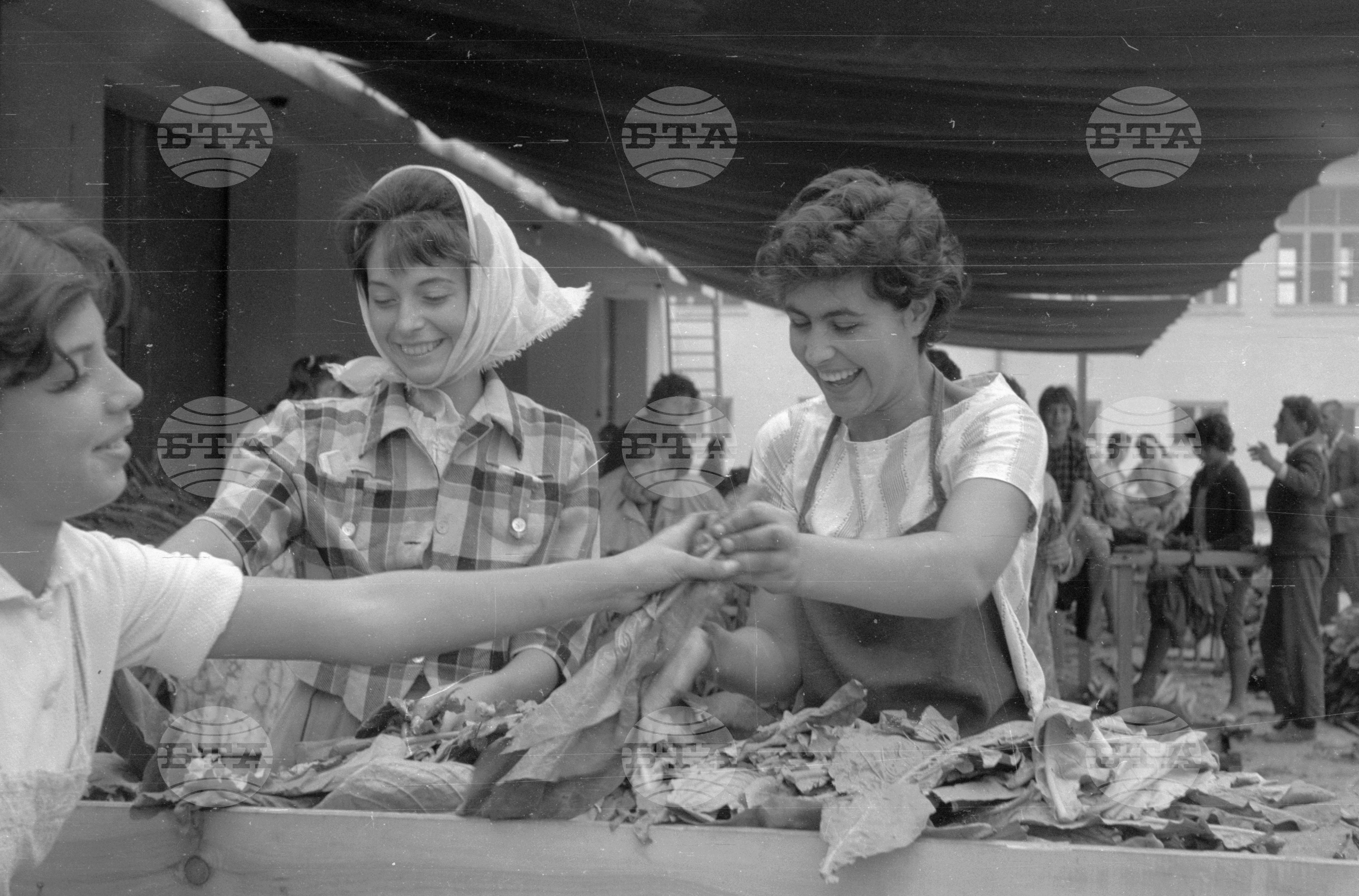 Из Видински окръг 1963 година