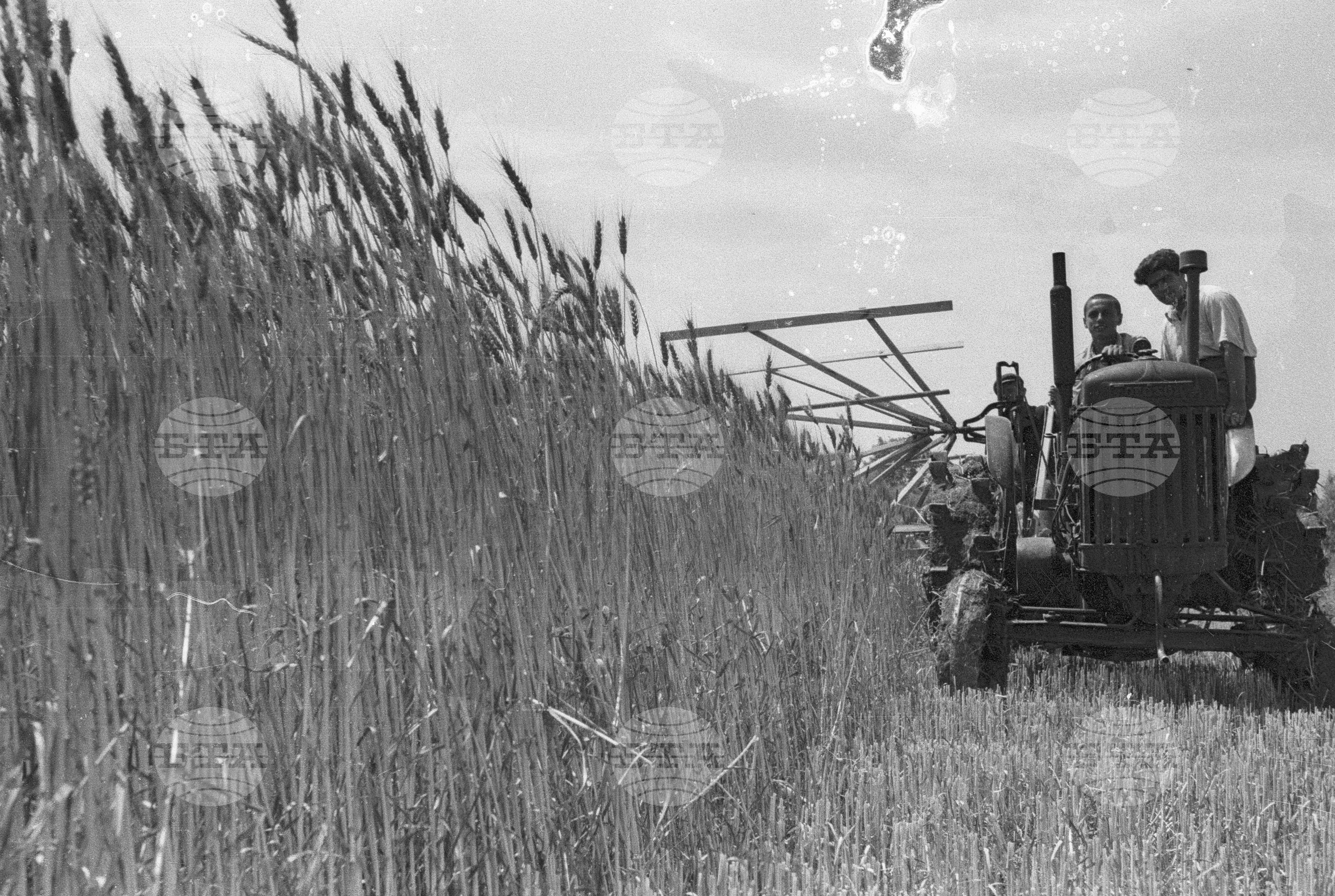 Жътва в Голямо Конаре (дн. гр. Съединение), 1951