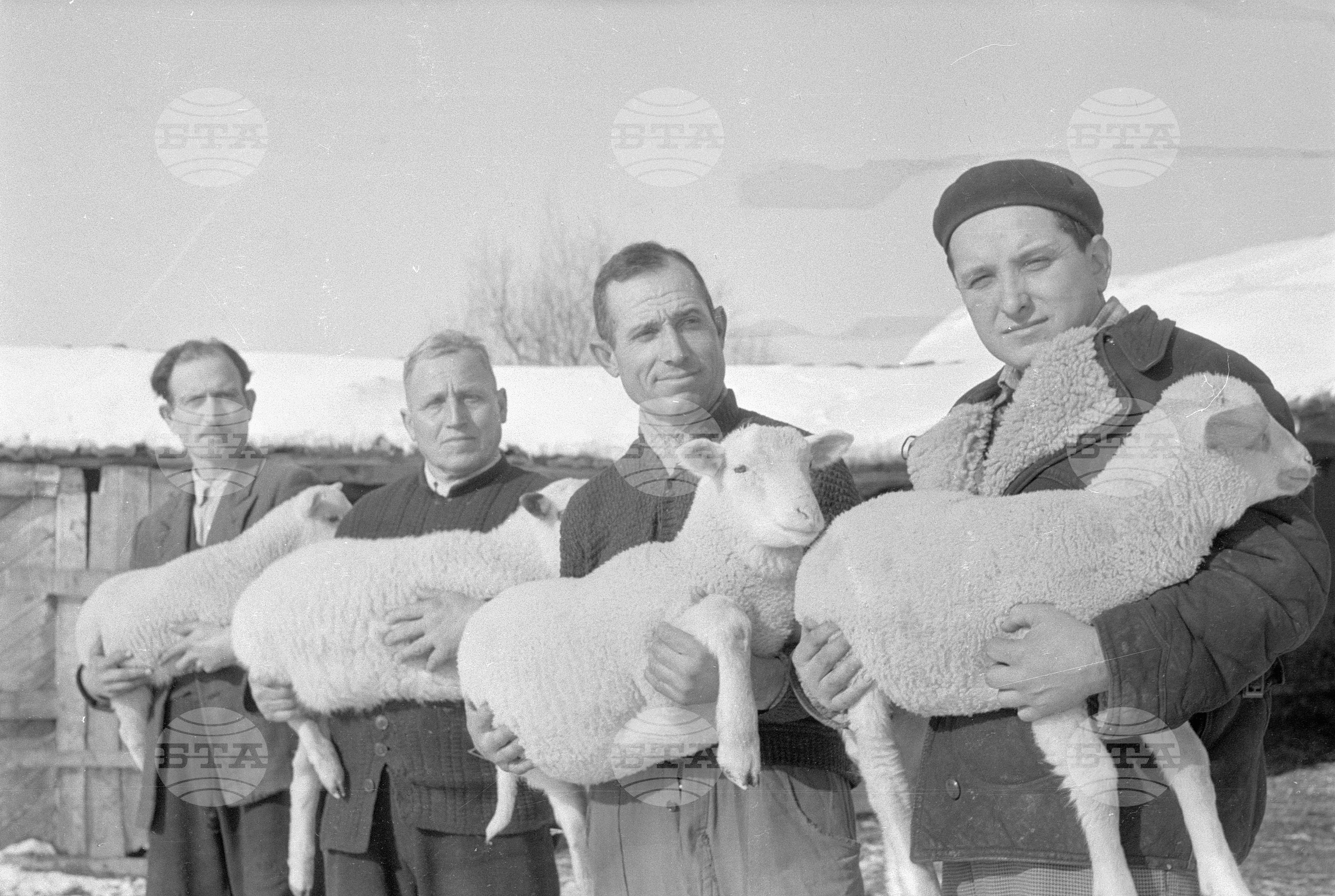 Овчарите от ТКЗС (Трудово кооперативно земеделско стопанство) кв. "Бенковски" - София