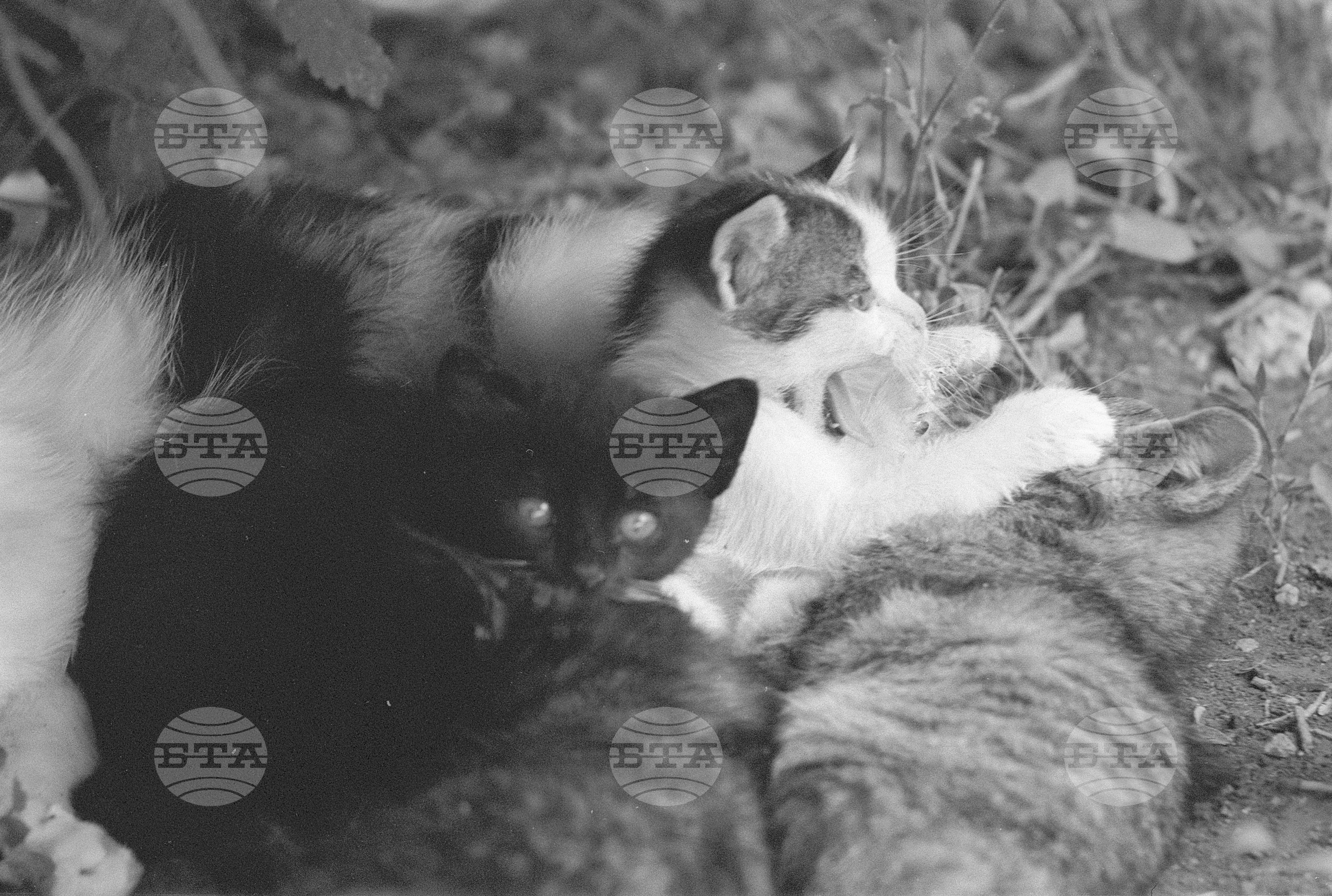 Котенца 1971 година