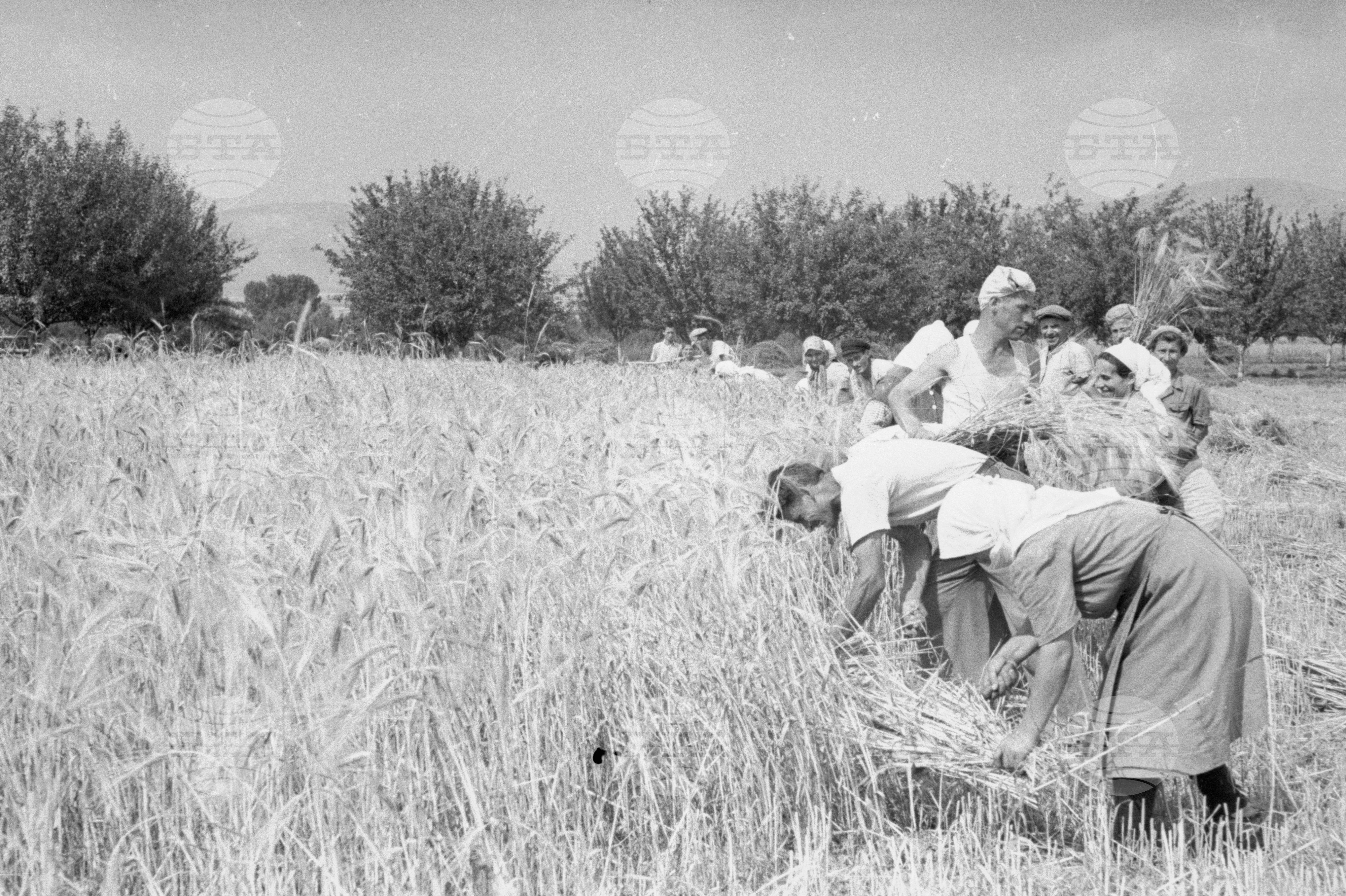 Жътва в Царацово, Община Пловдив в края на месец юни