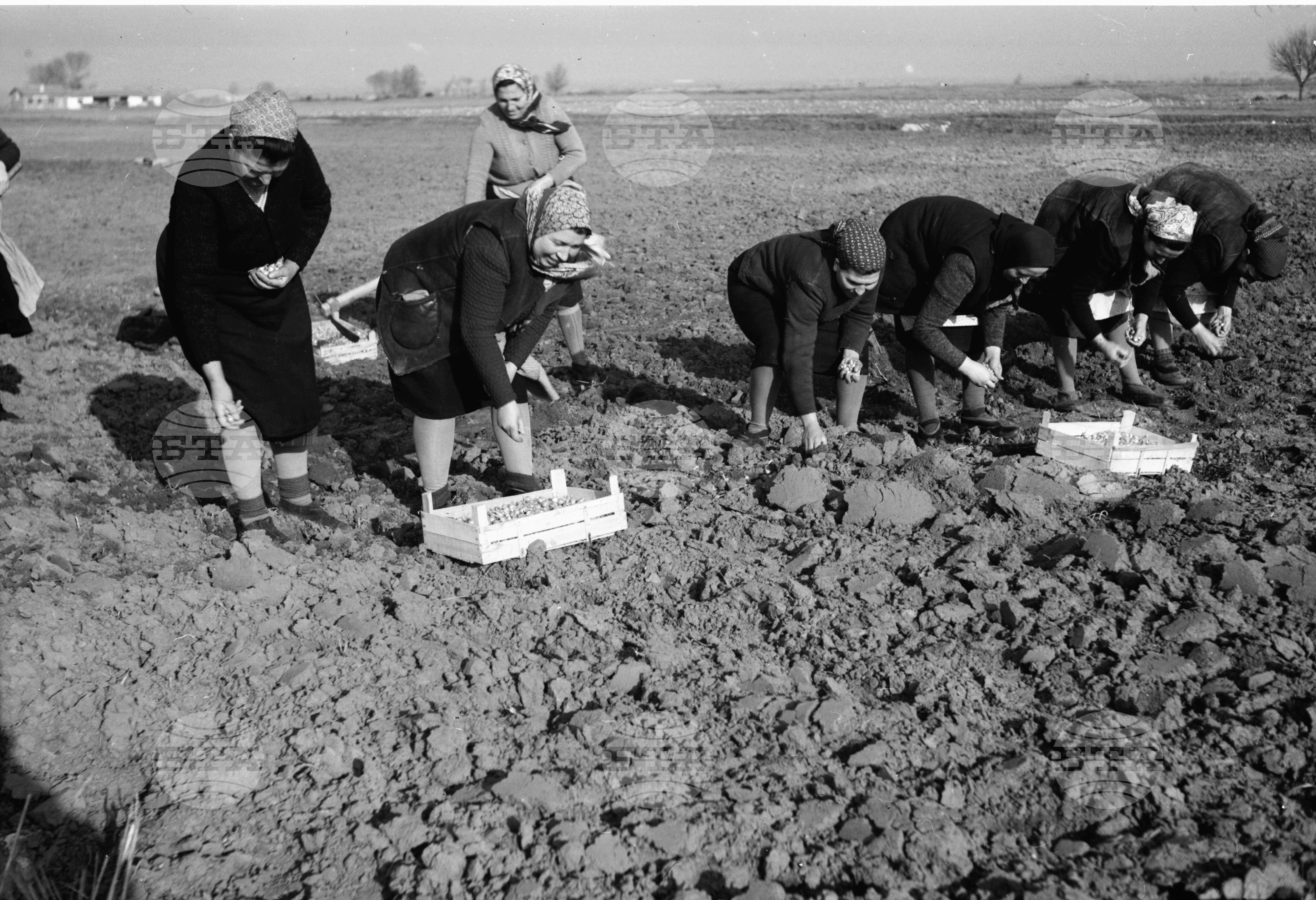 При кооператорите от ТКЗС в село Чепинци, Софийски окръг