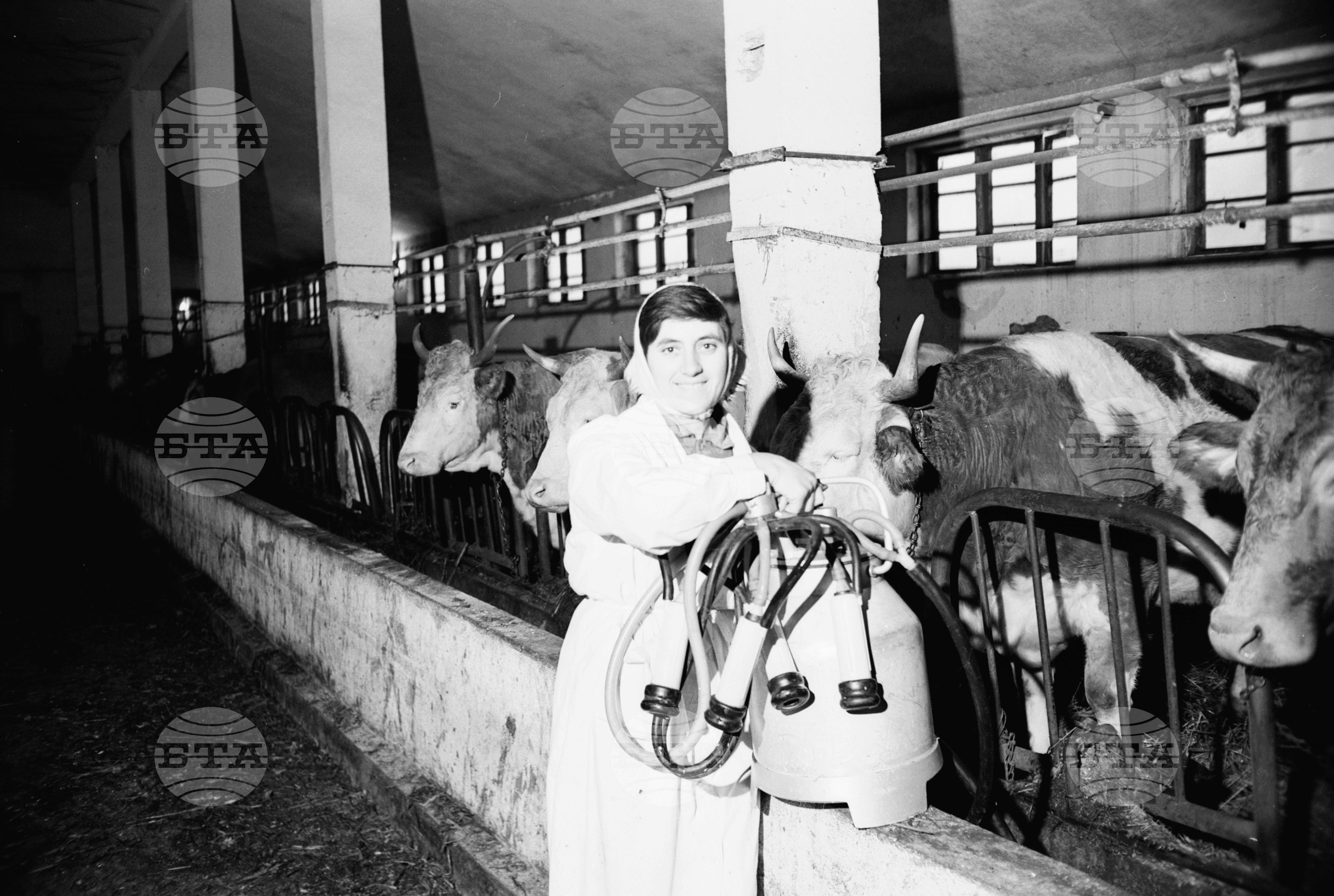 Кооператорите от село Комарево, община Плевен се славят със специализираното си стопанство по овцевъдството