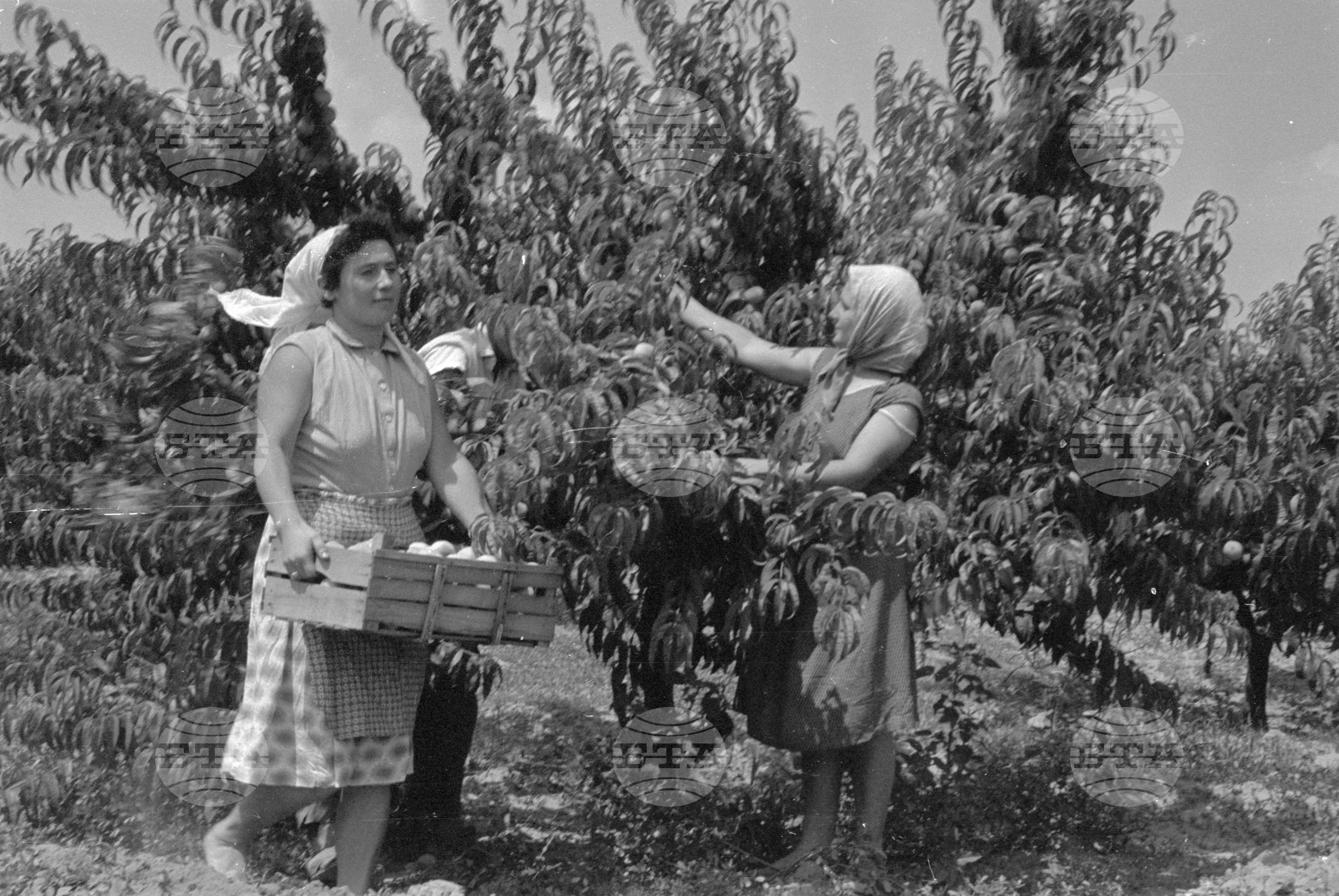 Беритбата на праскови в с. Близнец, Сливенски окръг - 1963