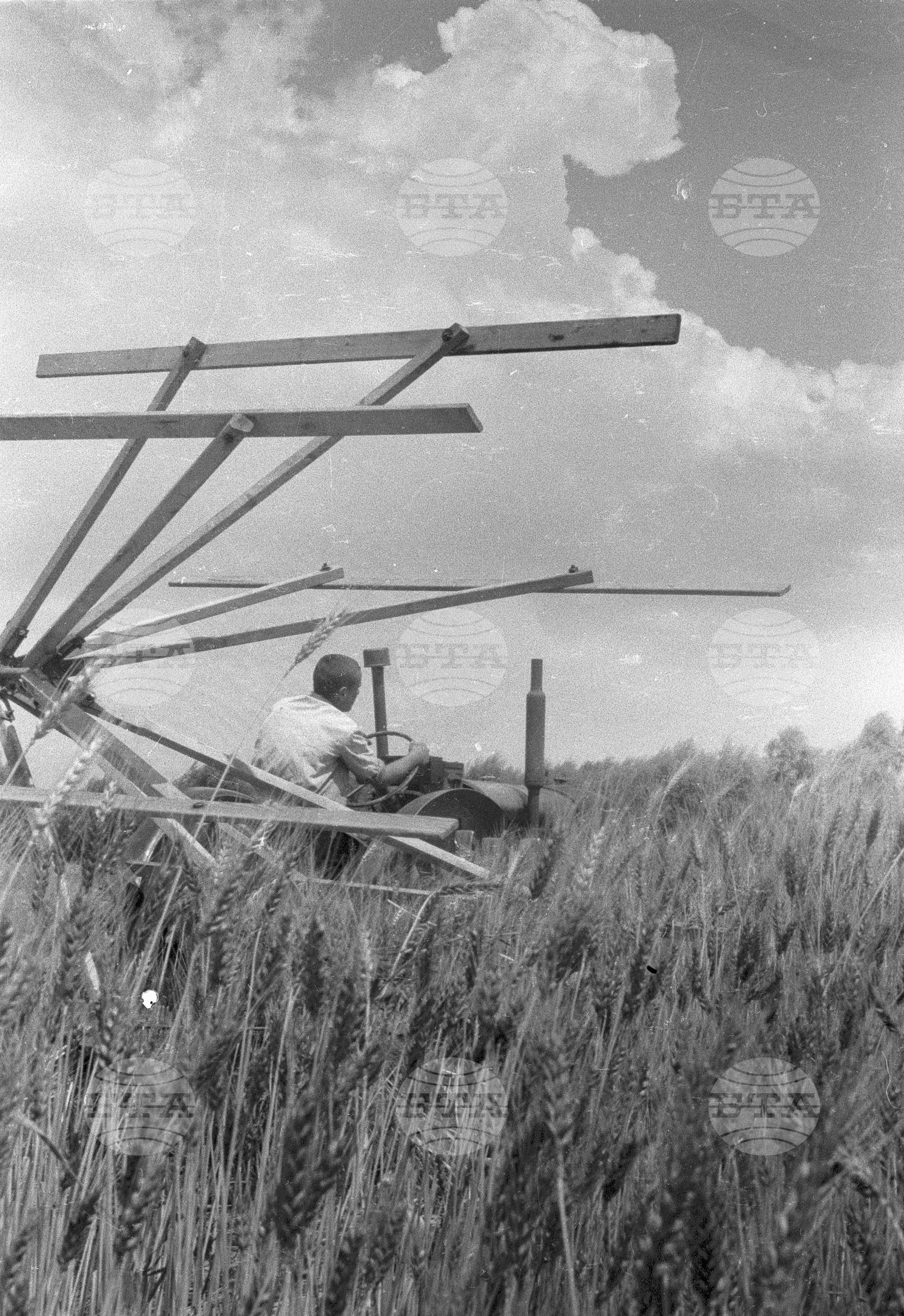 Жътва в Голямо Конаре (дн. гр. Съединение), 1951