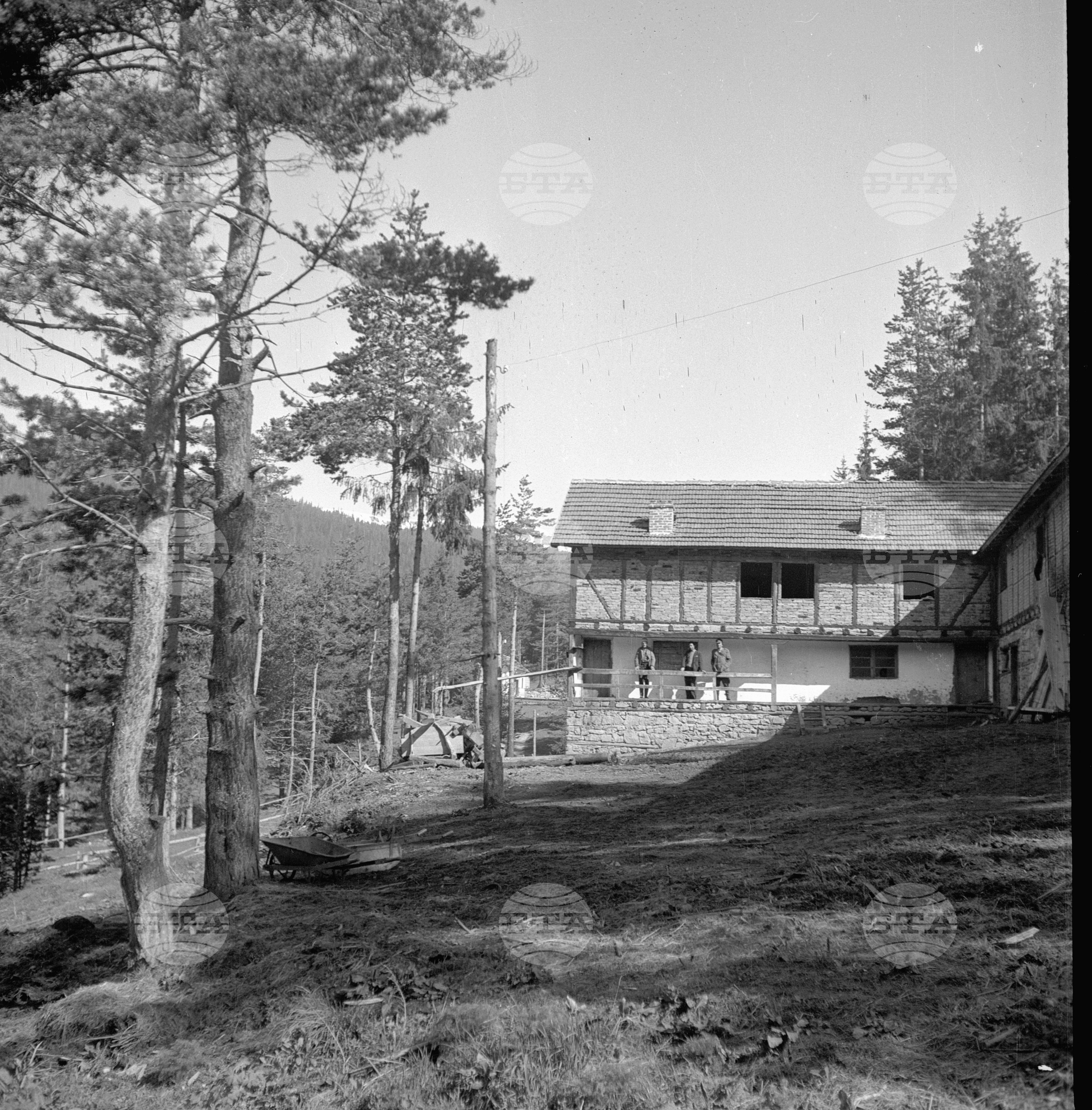 Дърводобив в държавни горски стопанства, 1951 - част 1