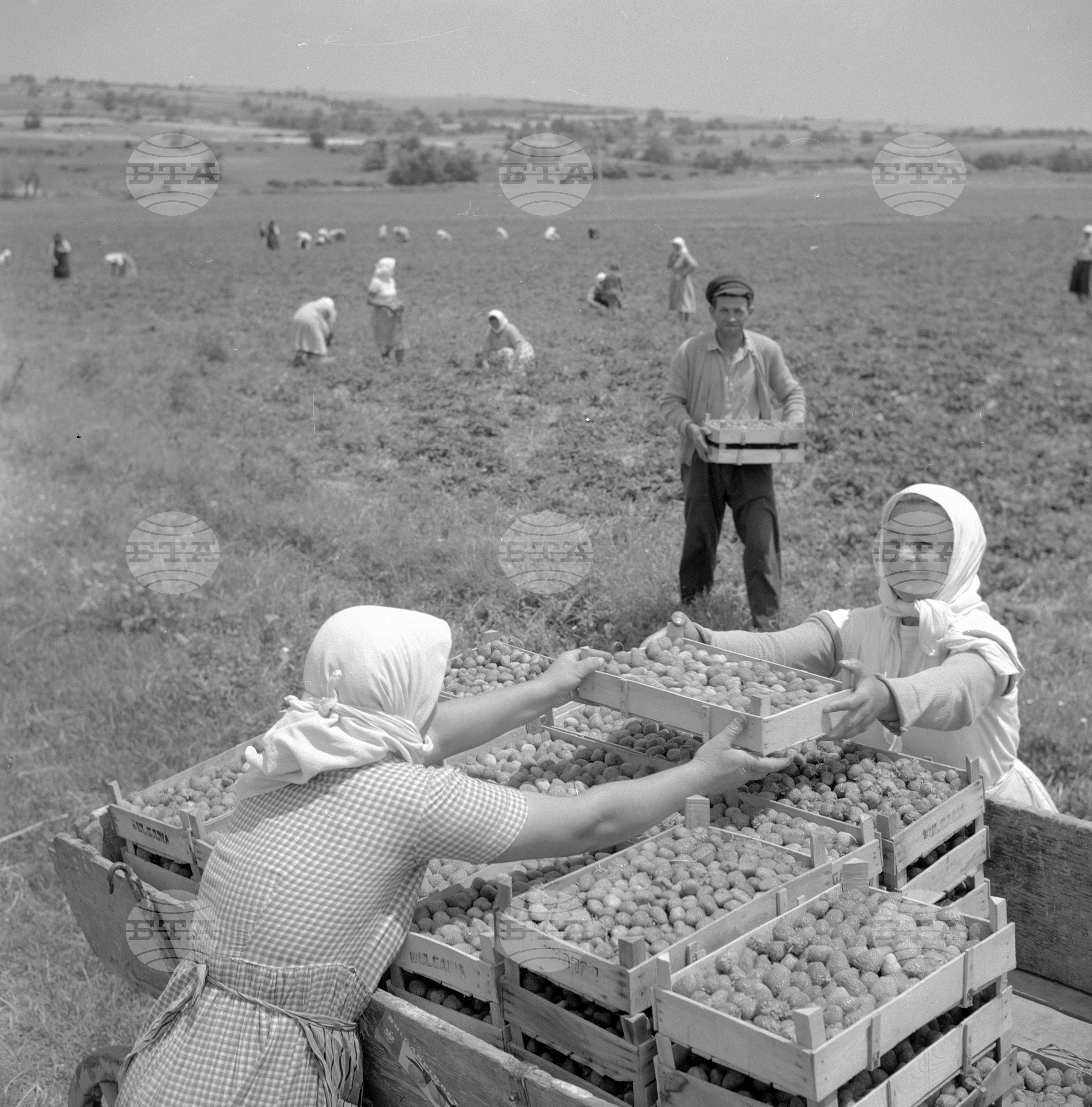 Из Пазарджишки окръг - 1963 - част 2