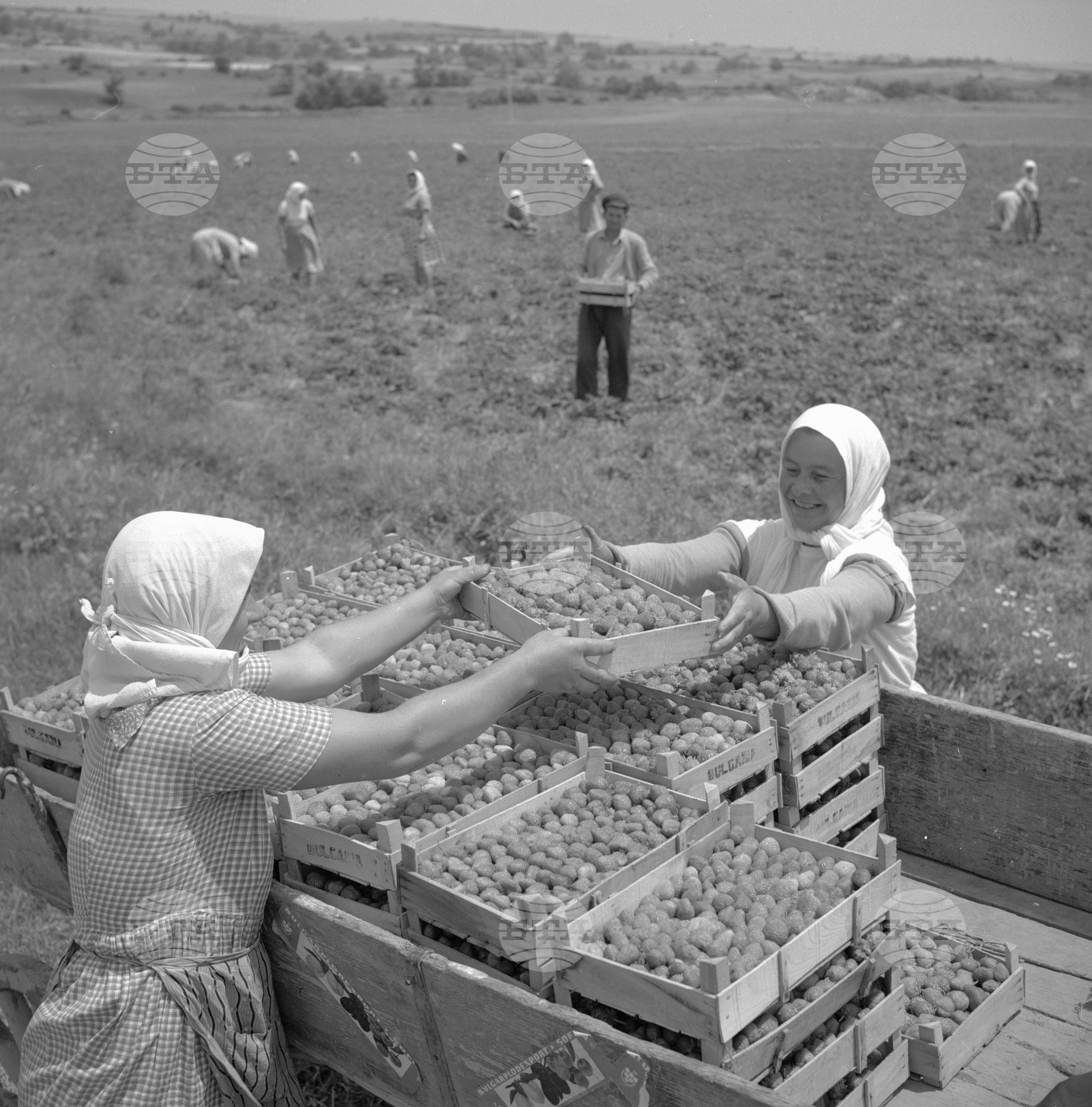 Из Пазарджишки окръг - 1963 - част 2