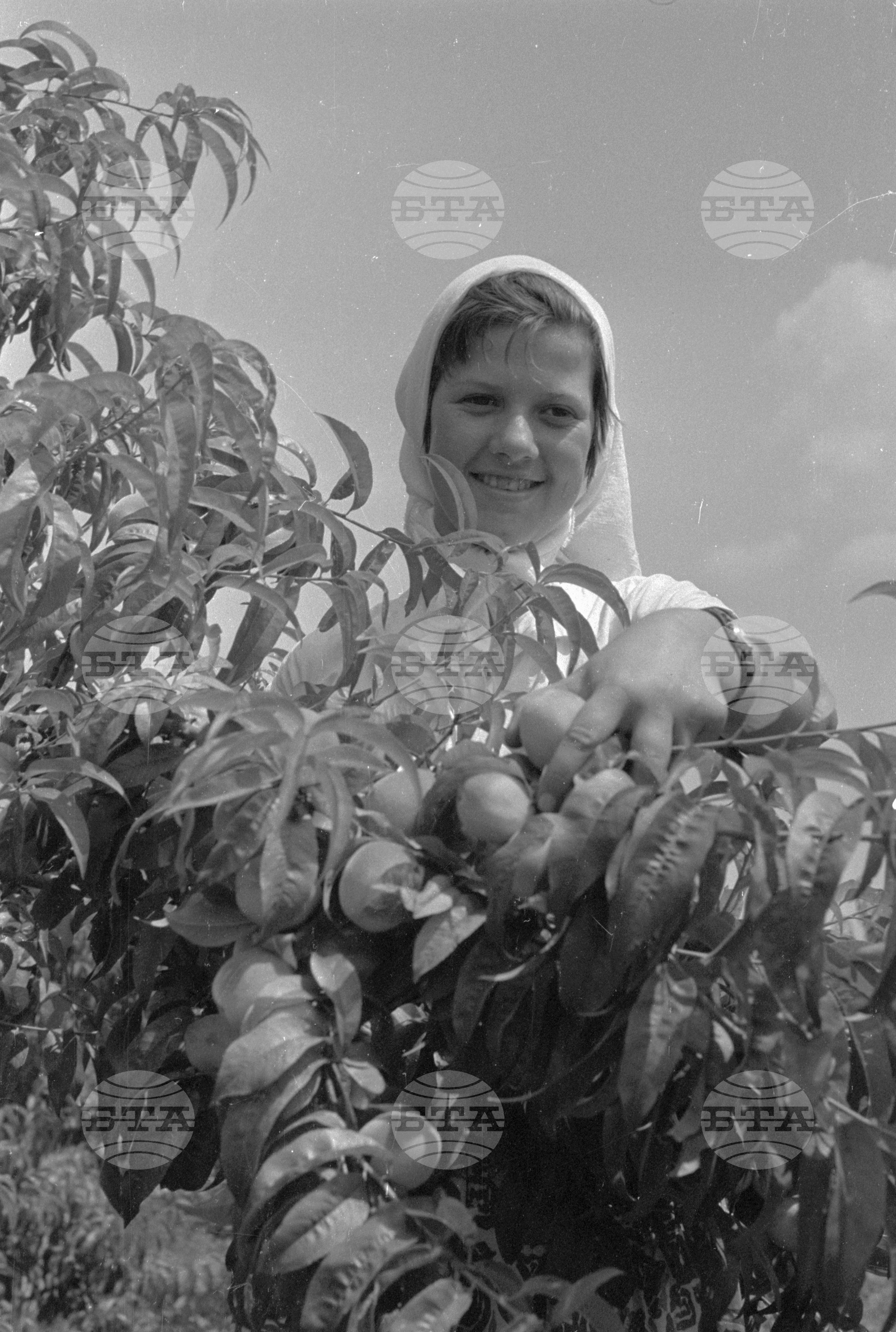 Беритбата на праскови в с. Близнец, Сливенски окръг - 1963