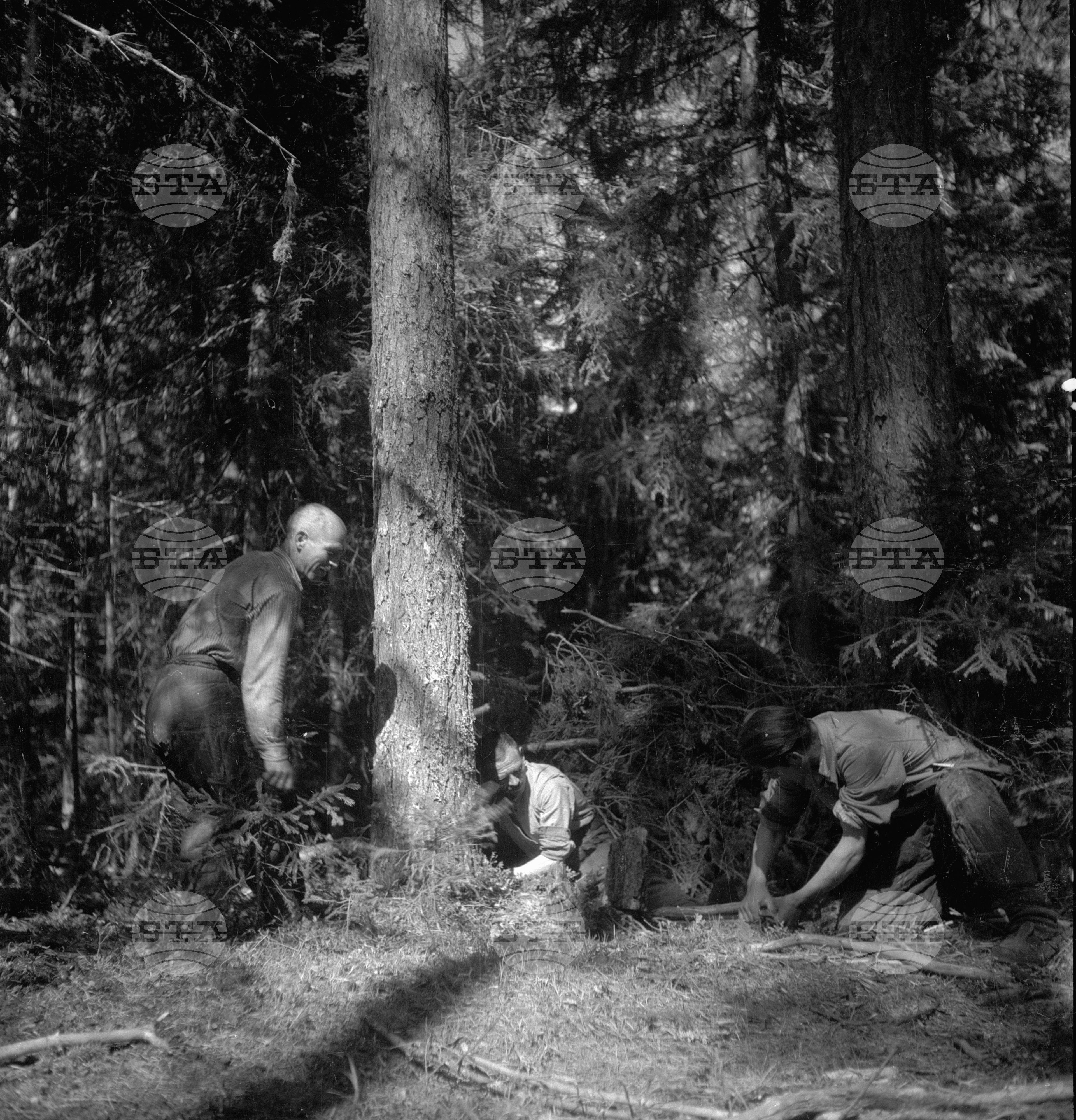 Дърводобив в държавни горски стопанства, 1951 - част 5