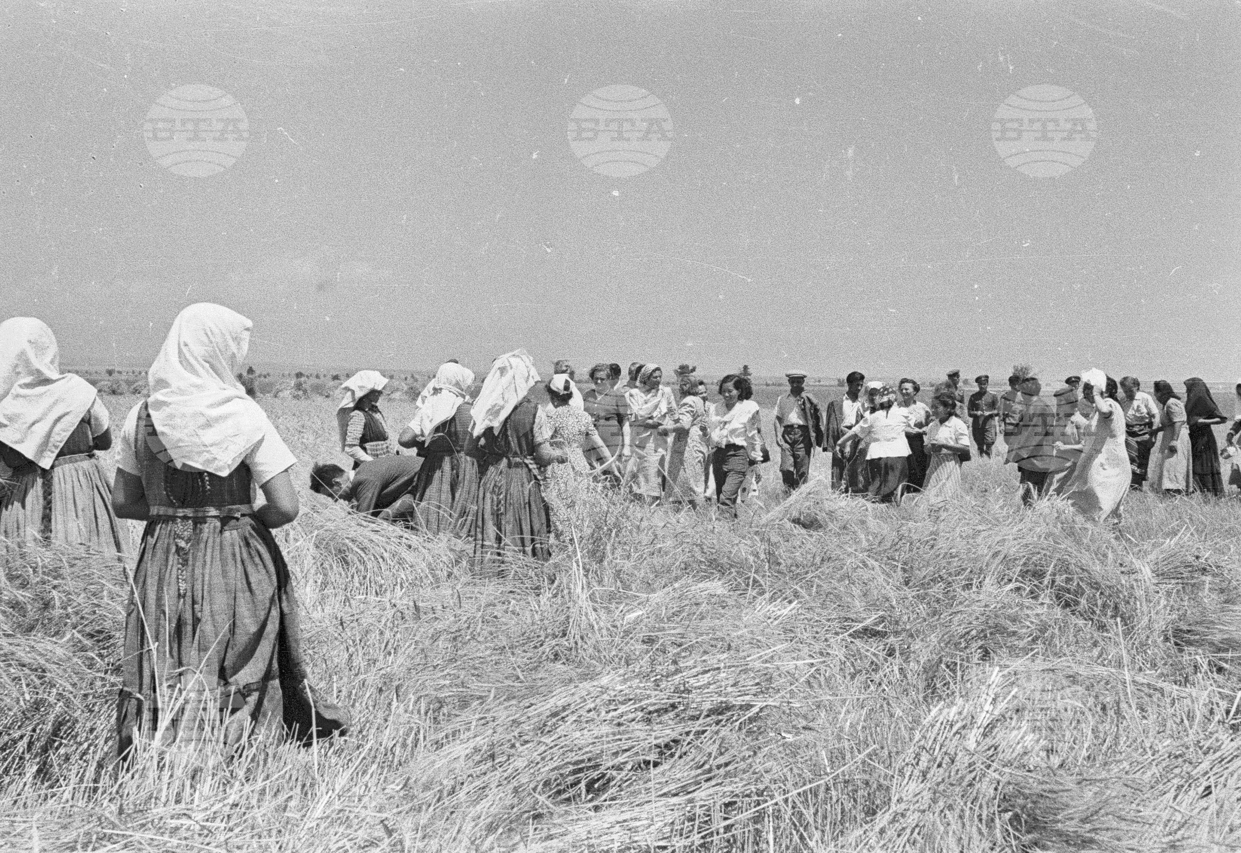Посещение на делегатите от III конгрес на Профсъюза на продоволствените и тютюневи работници от МДФТ Пловдив. Жътва и вършитба в ТКЗС "Вълко Червенков"
