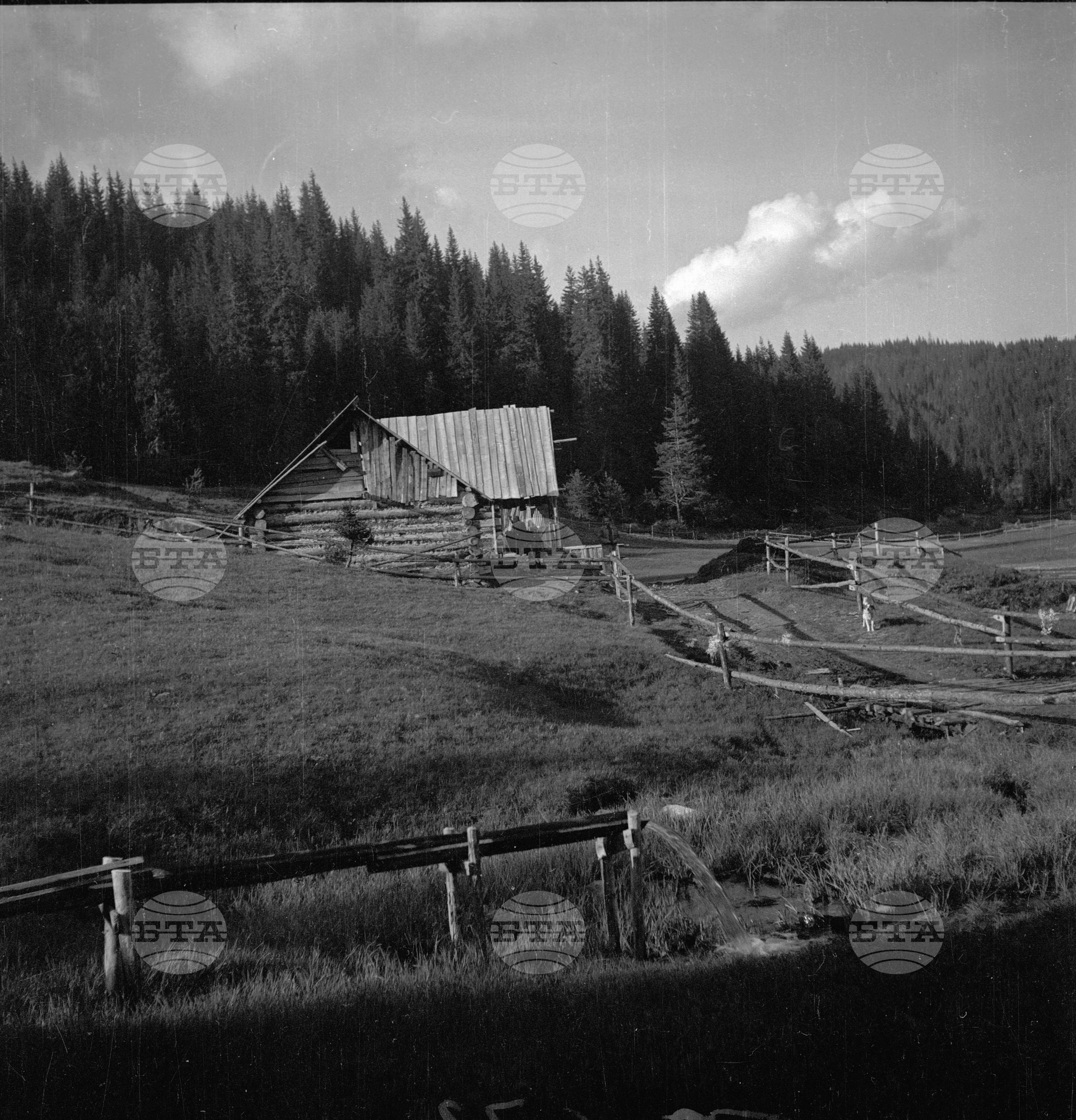 Дърводобив в държавни горски стопанства, 1951 - част 8