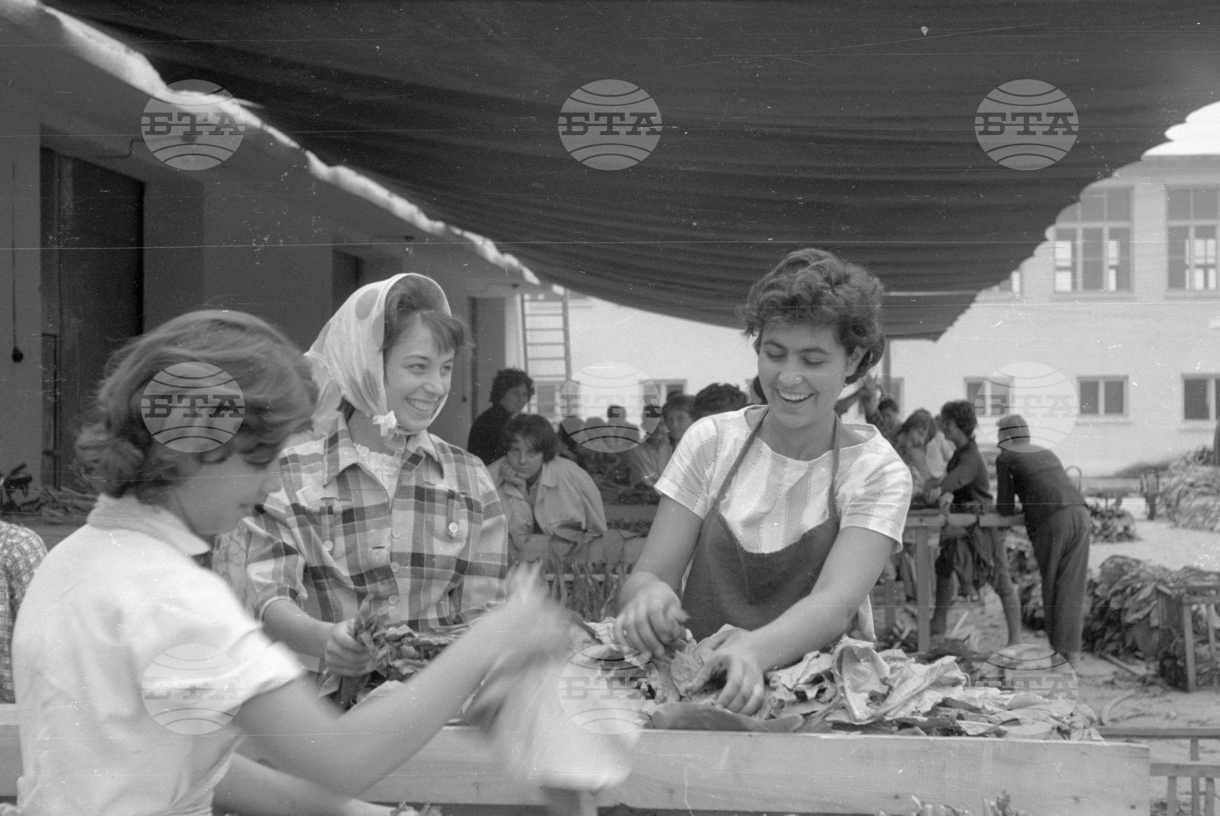 Из Видински окръг 1963 година