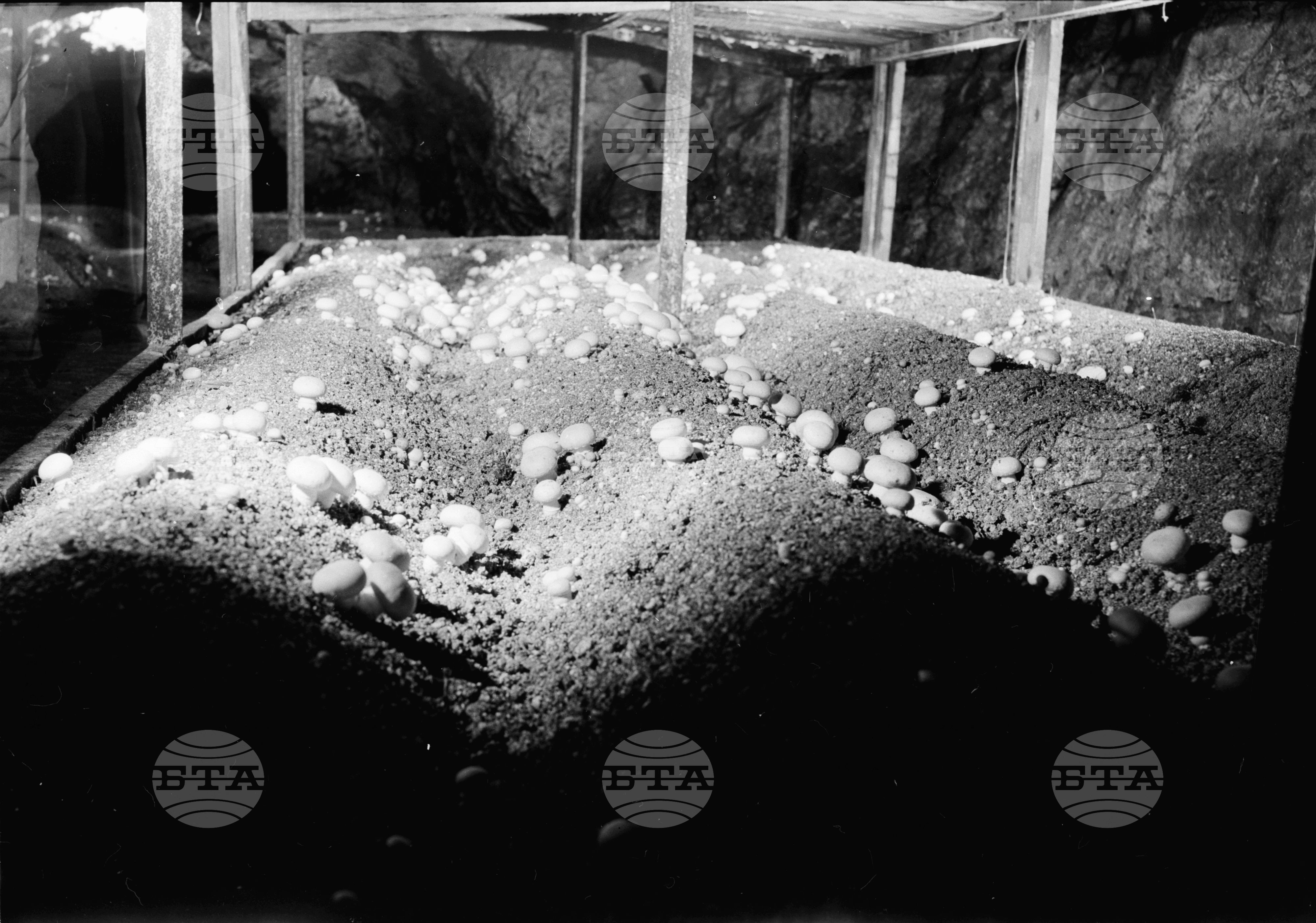 Полу-балканският терен на село Емен - Търновски окръг е насочил кооператорите към един нов отрасъл на производството - гъбарството