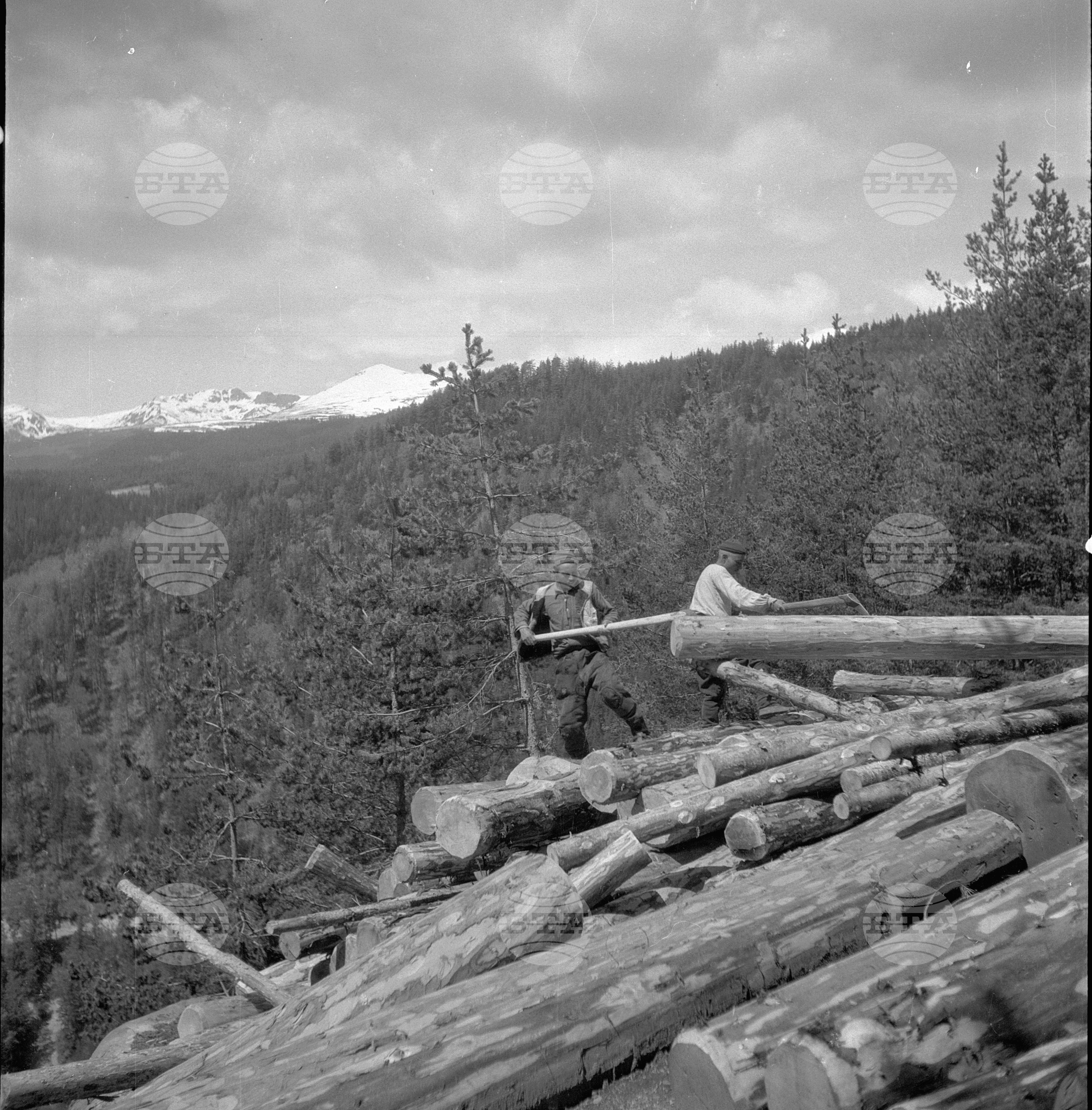 Дърводобив в държавни горски стопанства, 1951 - част 2