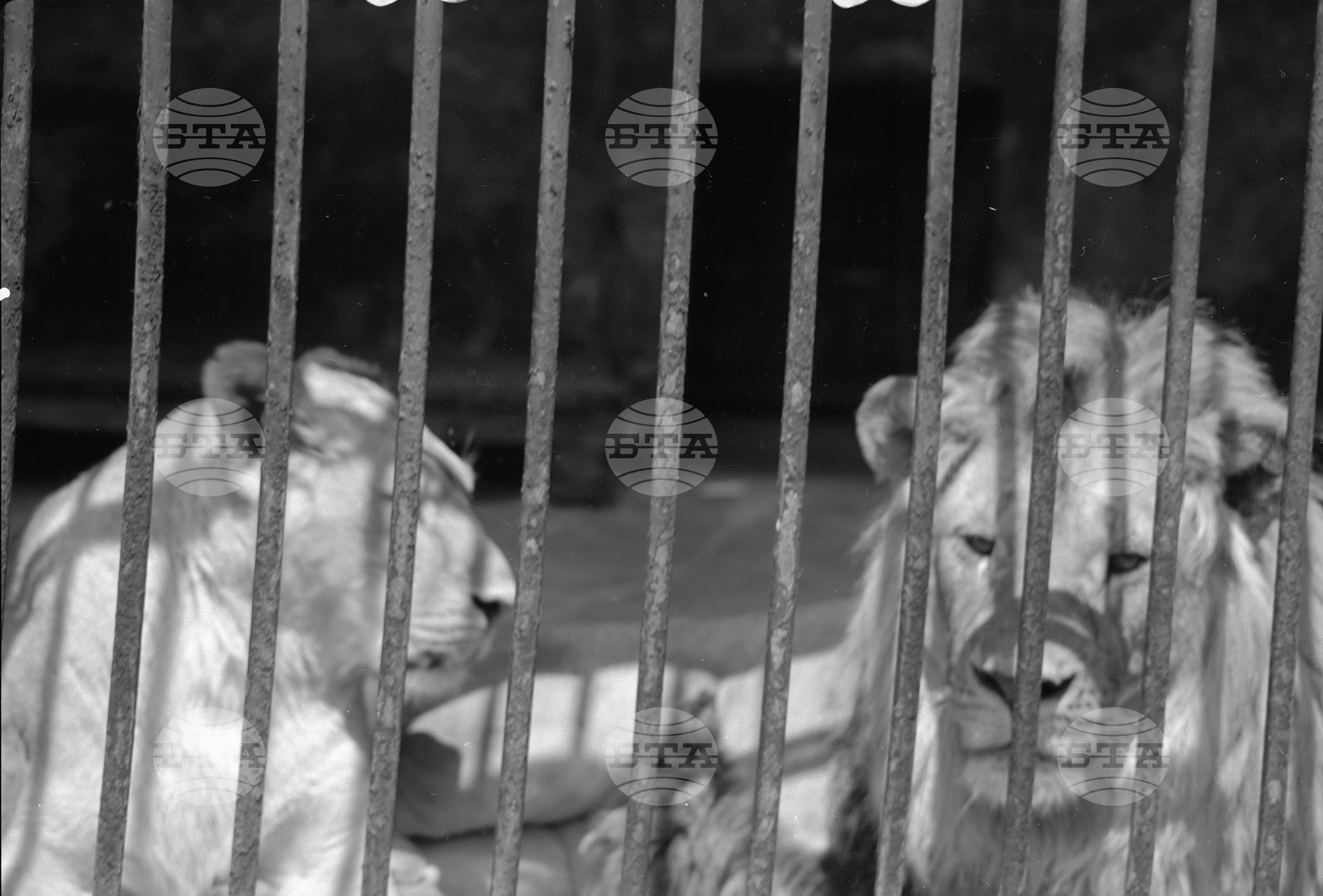 Зоологическа градина София - 1962 година част 2