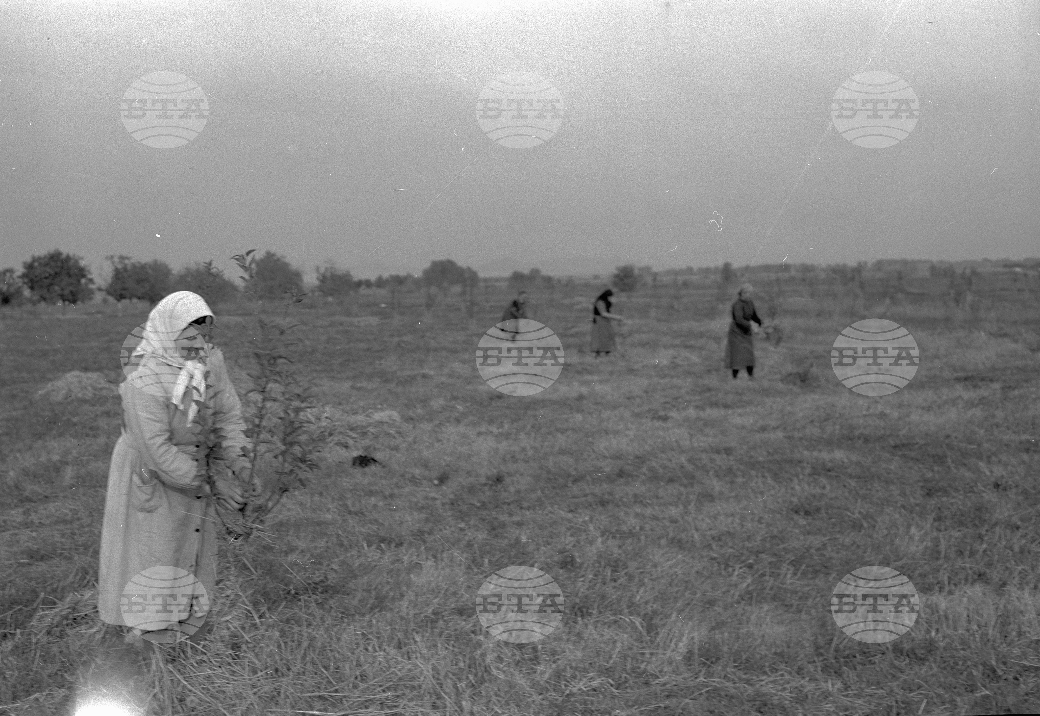 Трудово кооперативно земеделско стопанство - село Величково, Пазарджишки окръг