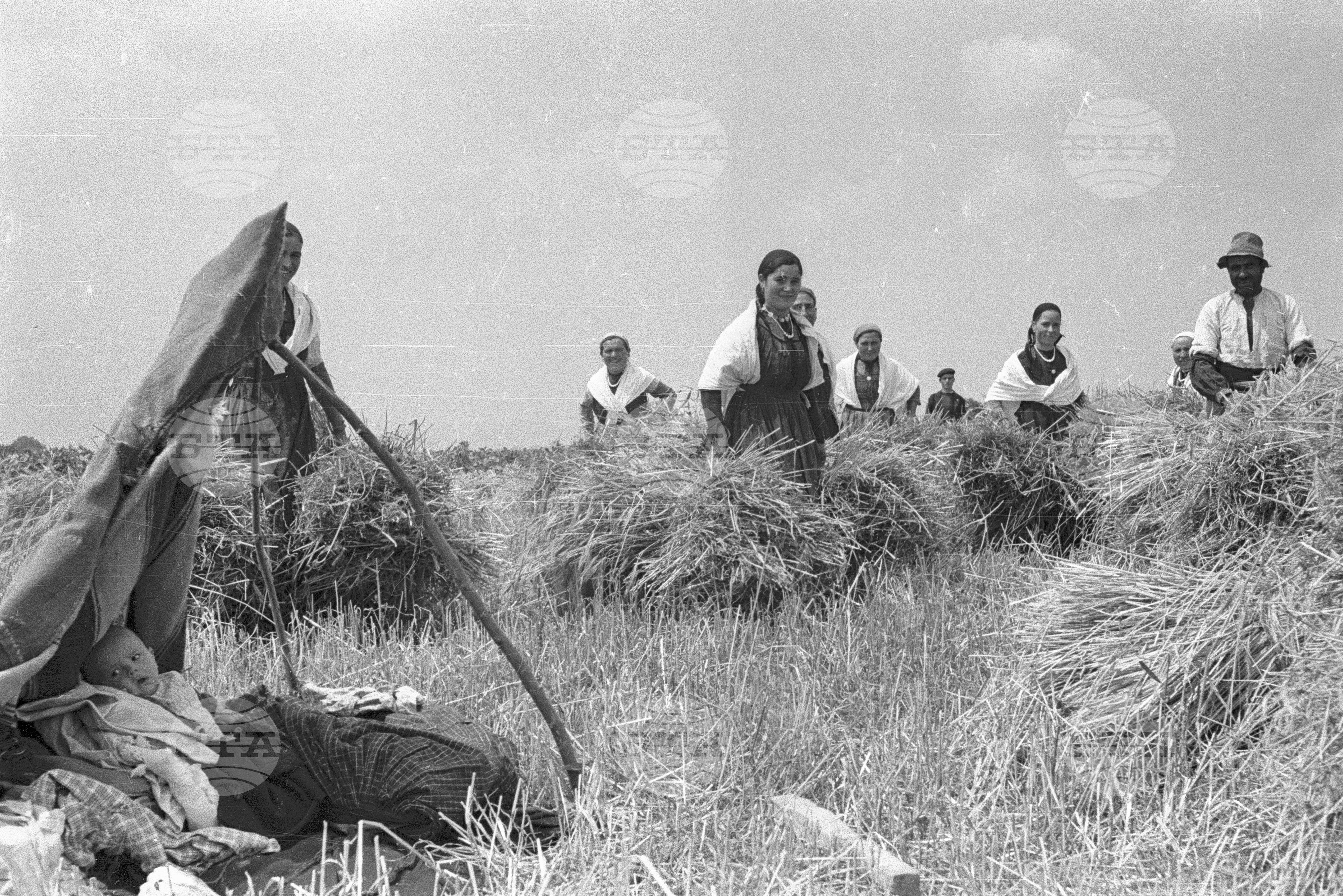 Жътва в Цалапица - Костиево, 1951