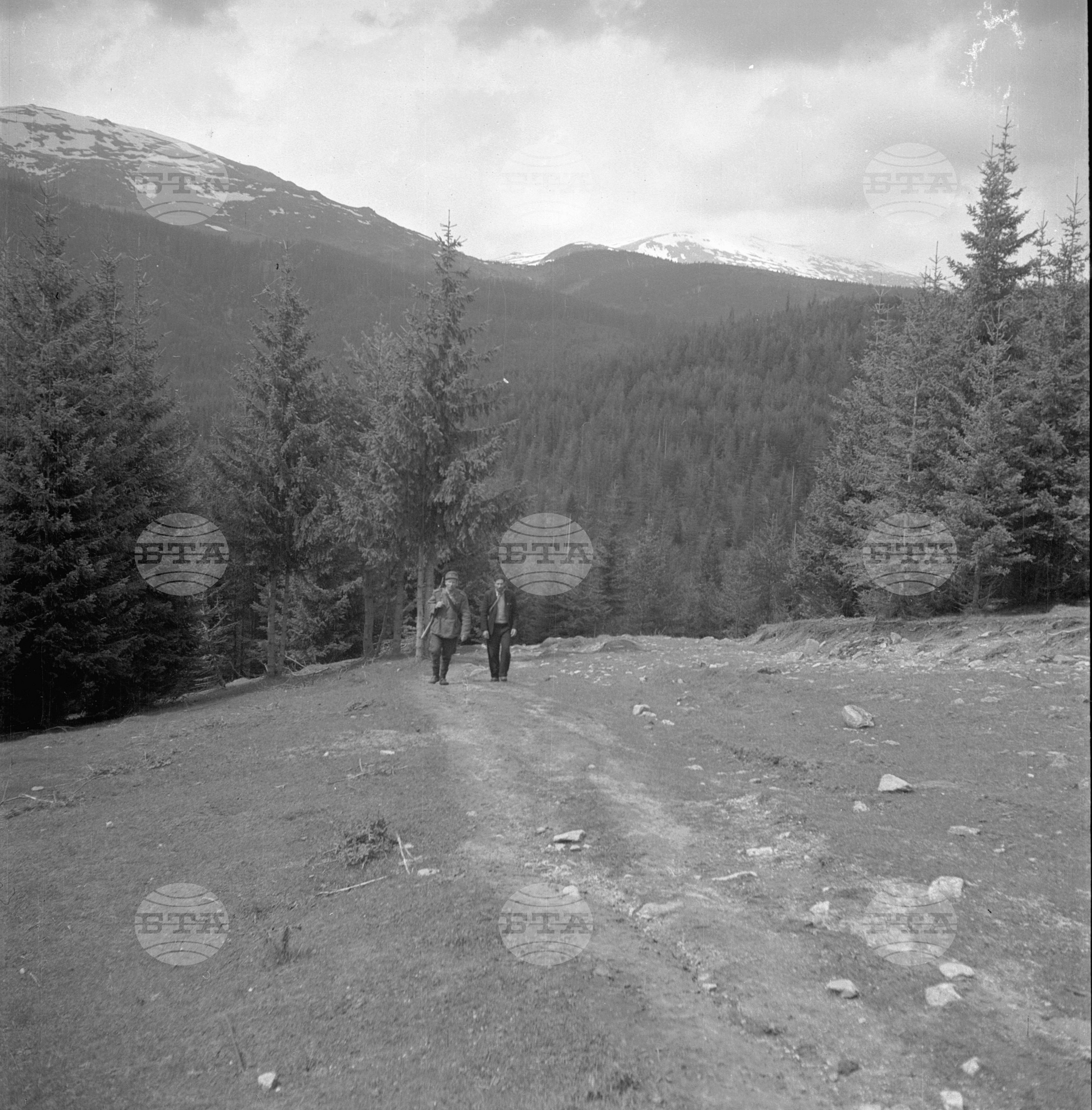 Дърводобив в държавни горски стопанства, 1951 - част 3