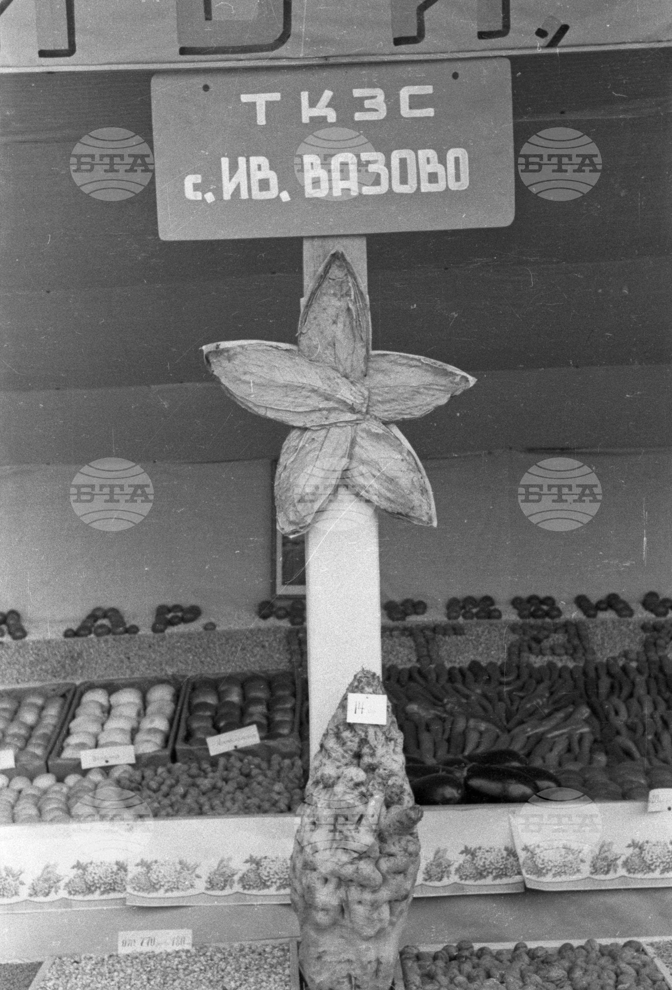 Селскостопанска изложба в Левскиград (дн. Карлово), 1951