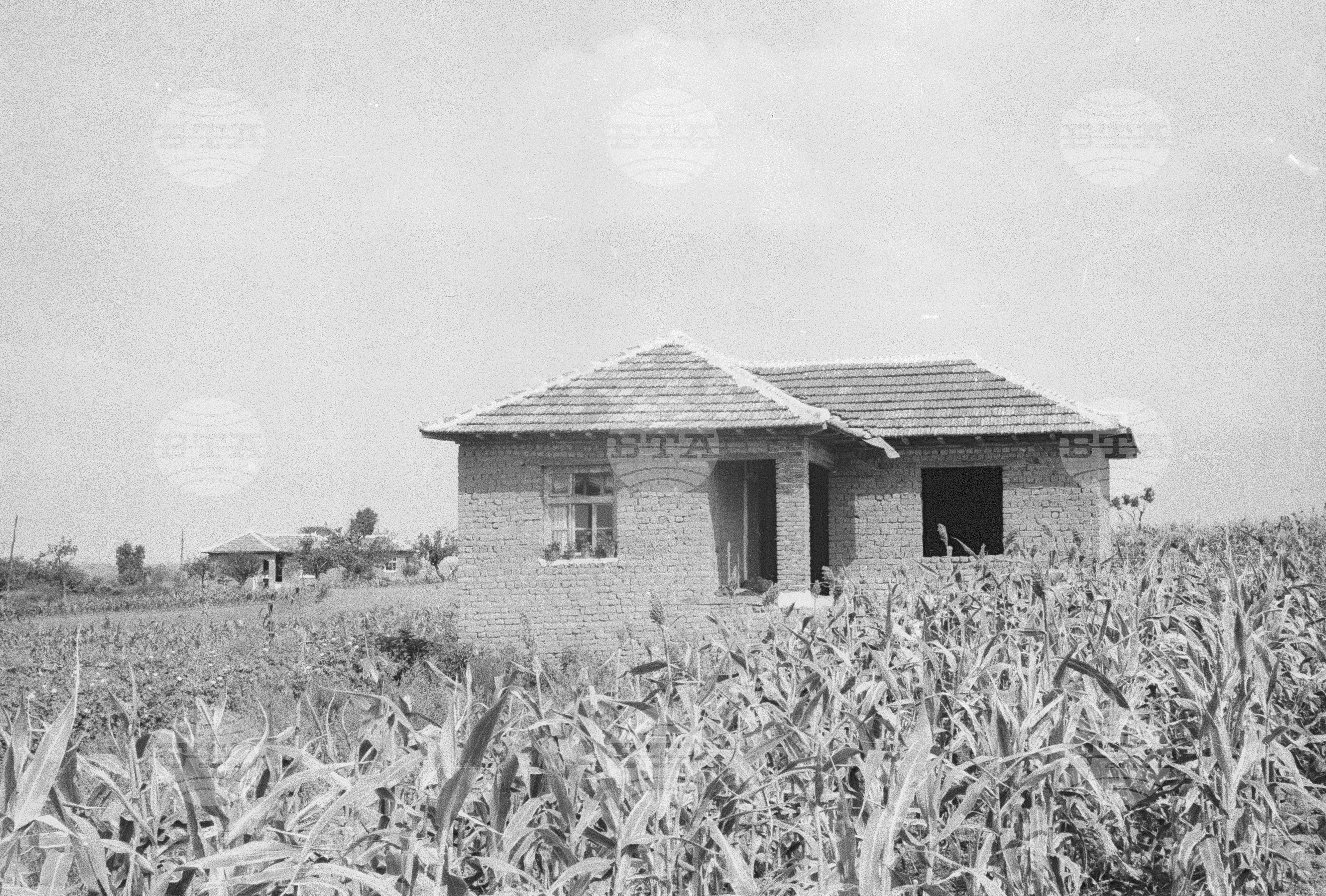 Трудово кооперативно земеделско сдружение (ТКЗС) Сухозем, 1951
