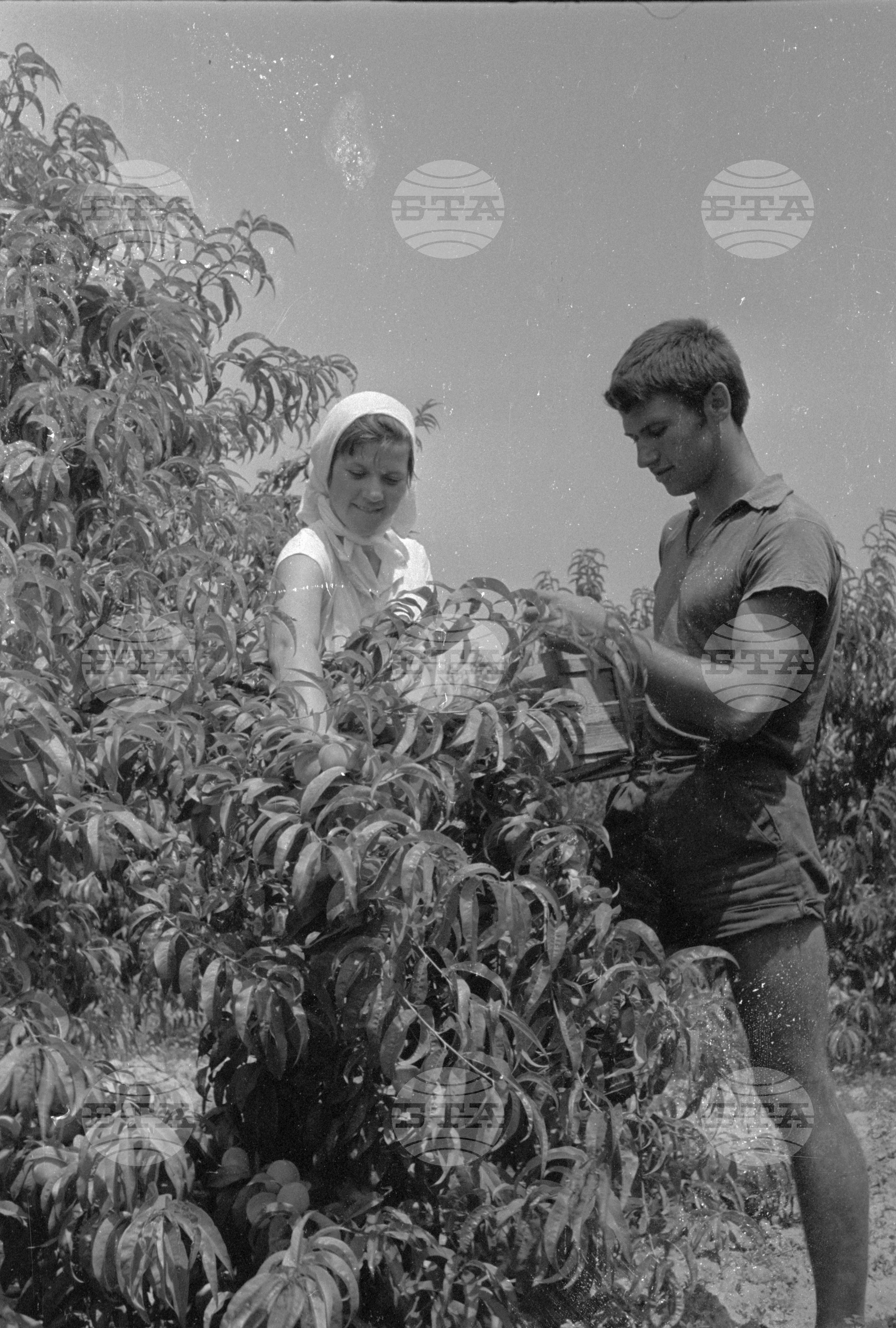 Беритбата на праскови в с. Близнец, Сливенски окръг - 1963
