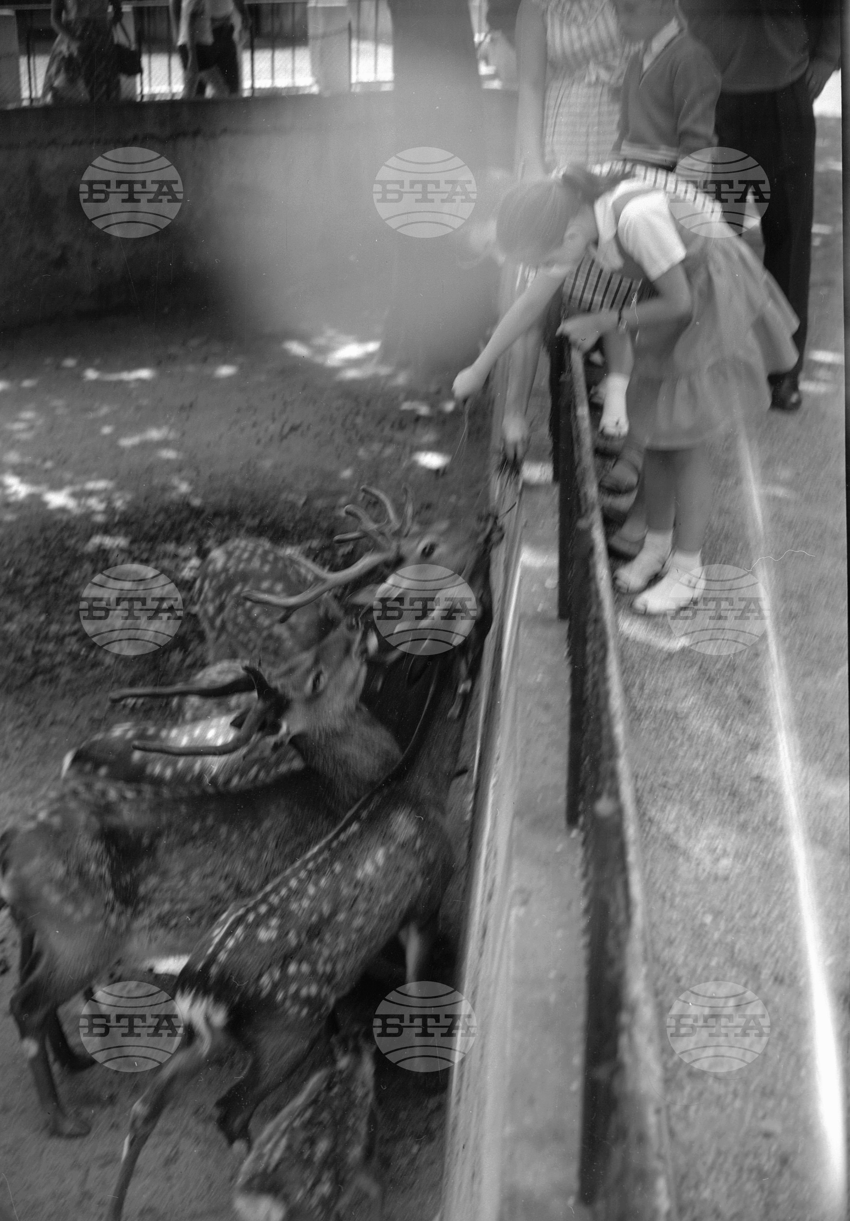 Зоологическа градина София - 1962 година