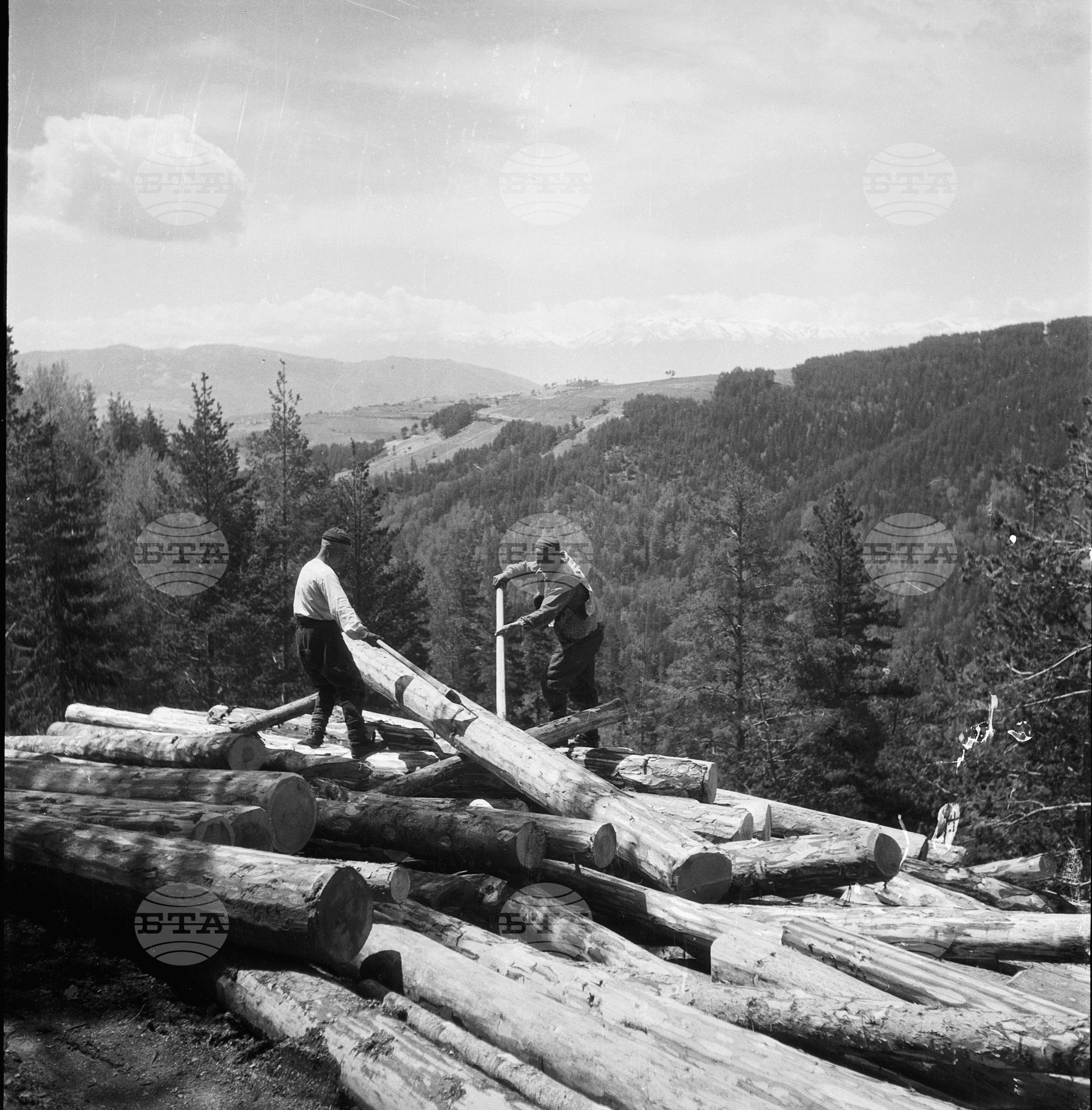 Дърводобив в държавни горски стопанства, 1951 - част 2