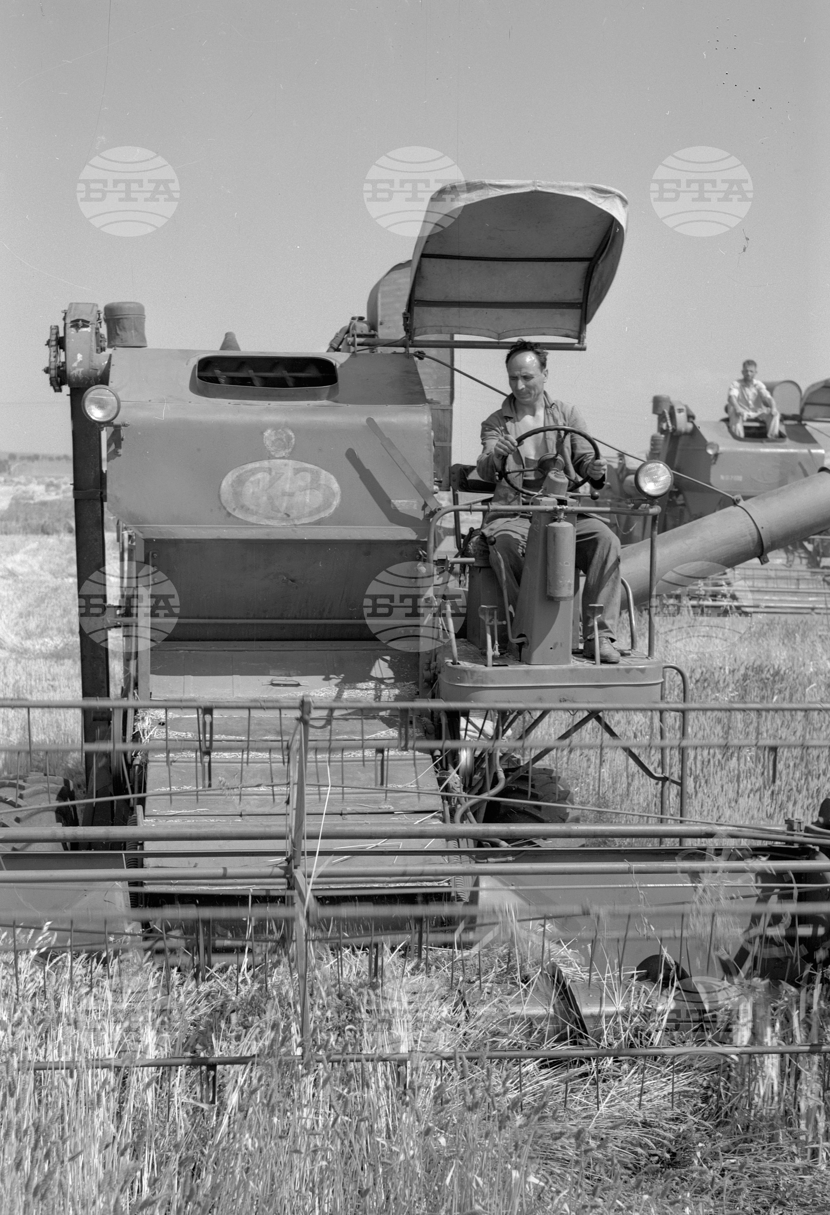 Жътва на пшеница - 1963