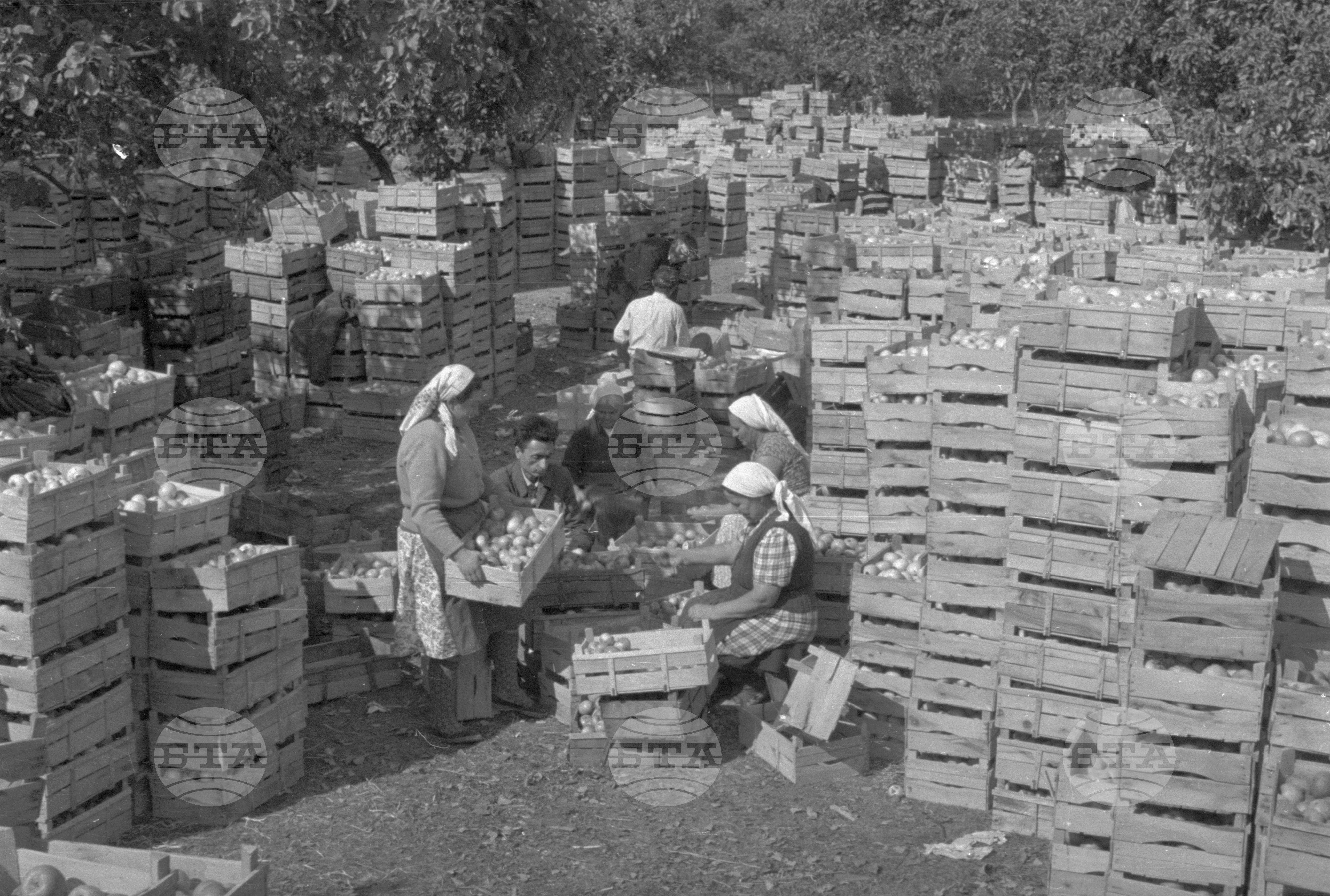 Из Кюстендилски окръг - септември 1962 година