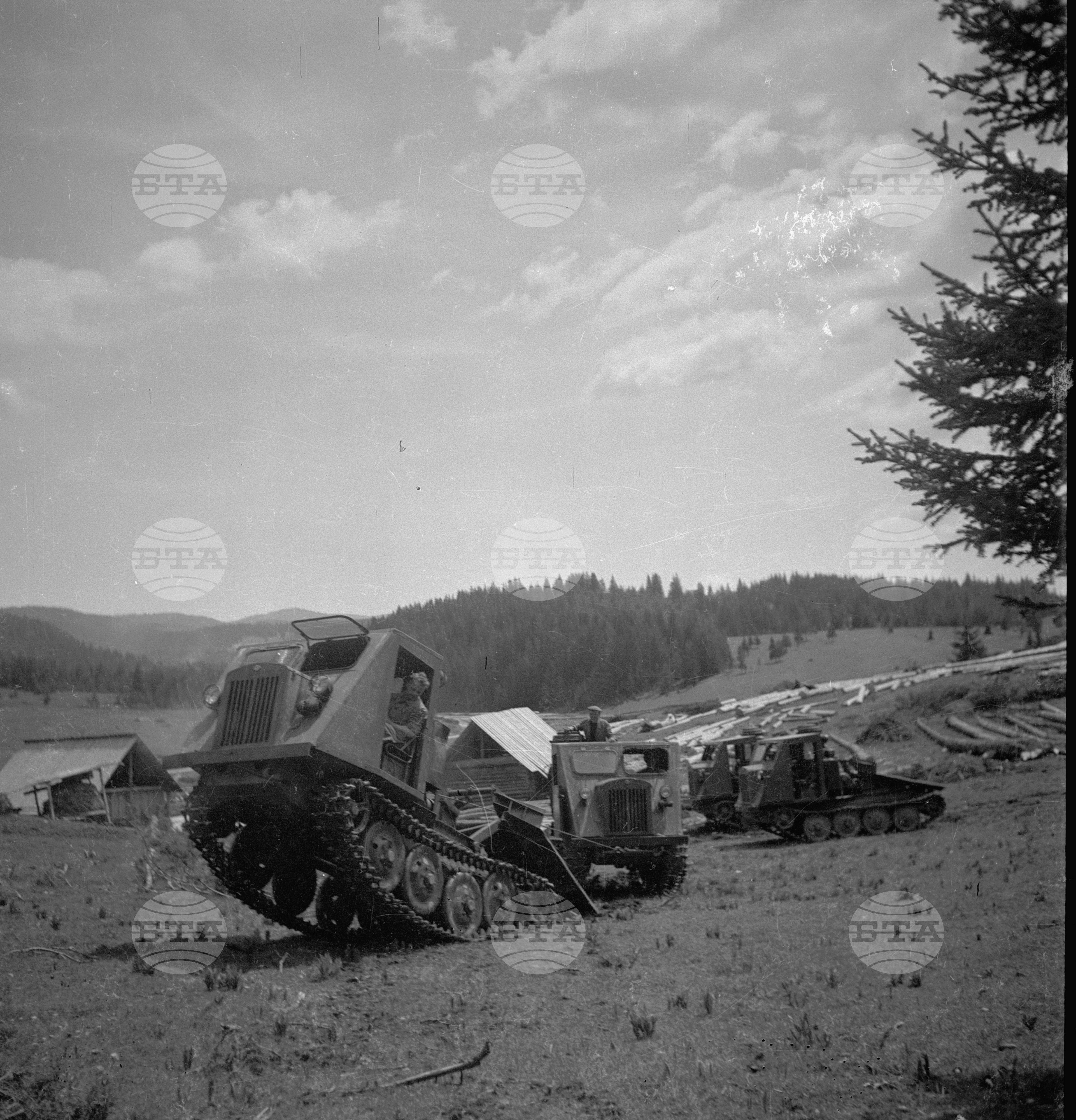 Дърводобив в държавни горски стопанства, 1951 - част 8